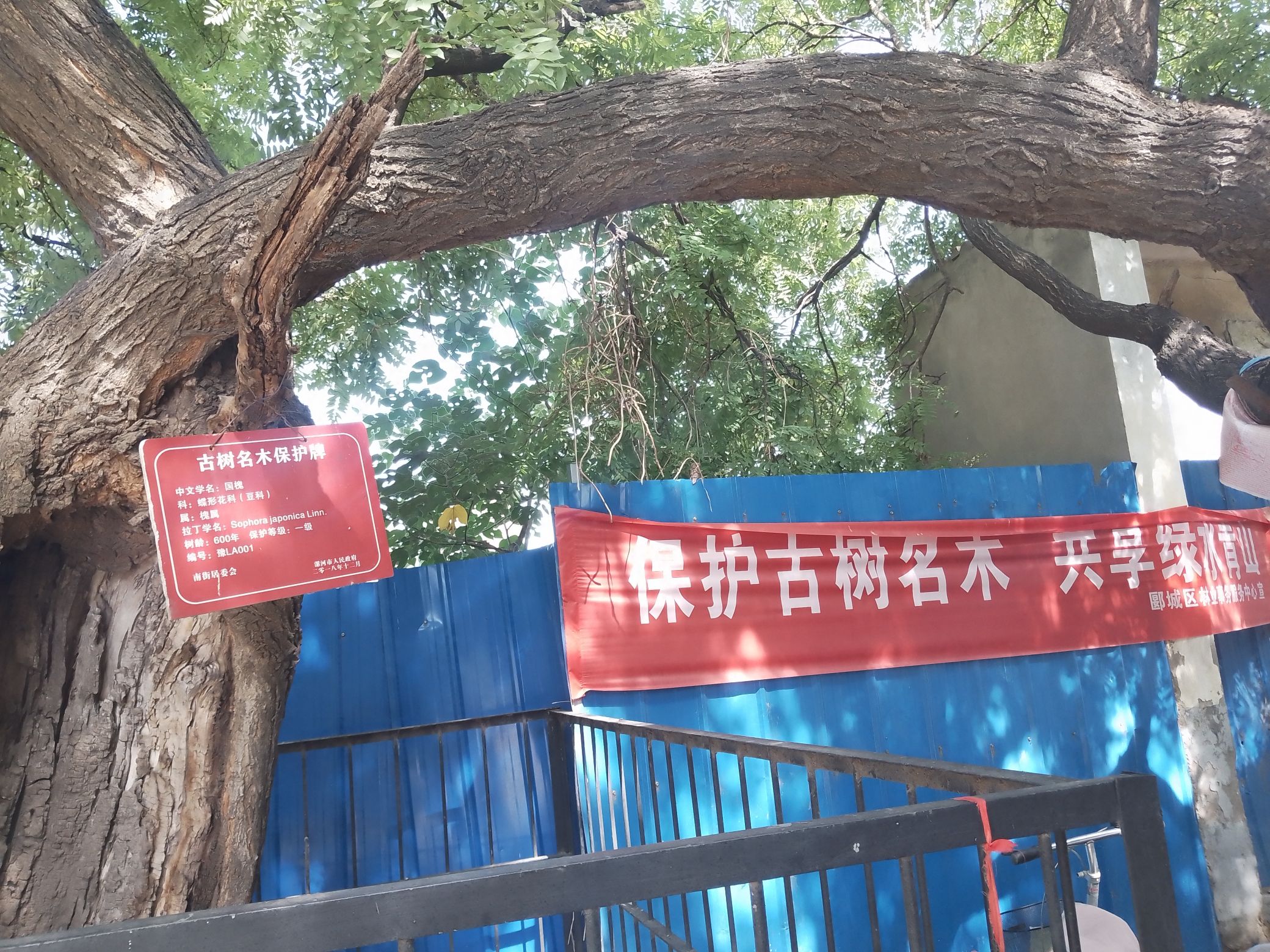老槐树旅行图片 3