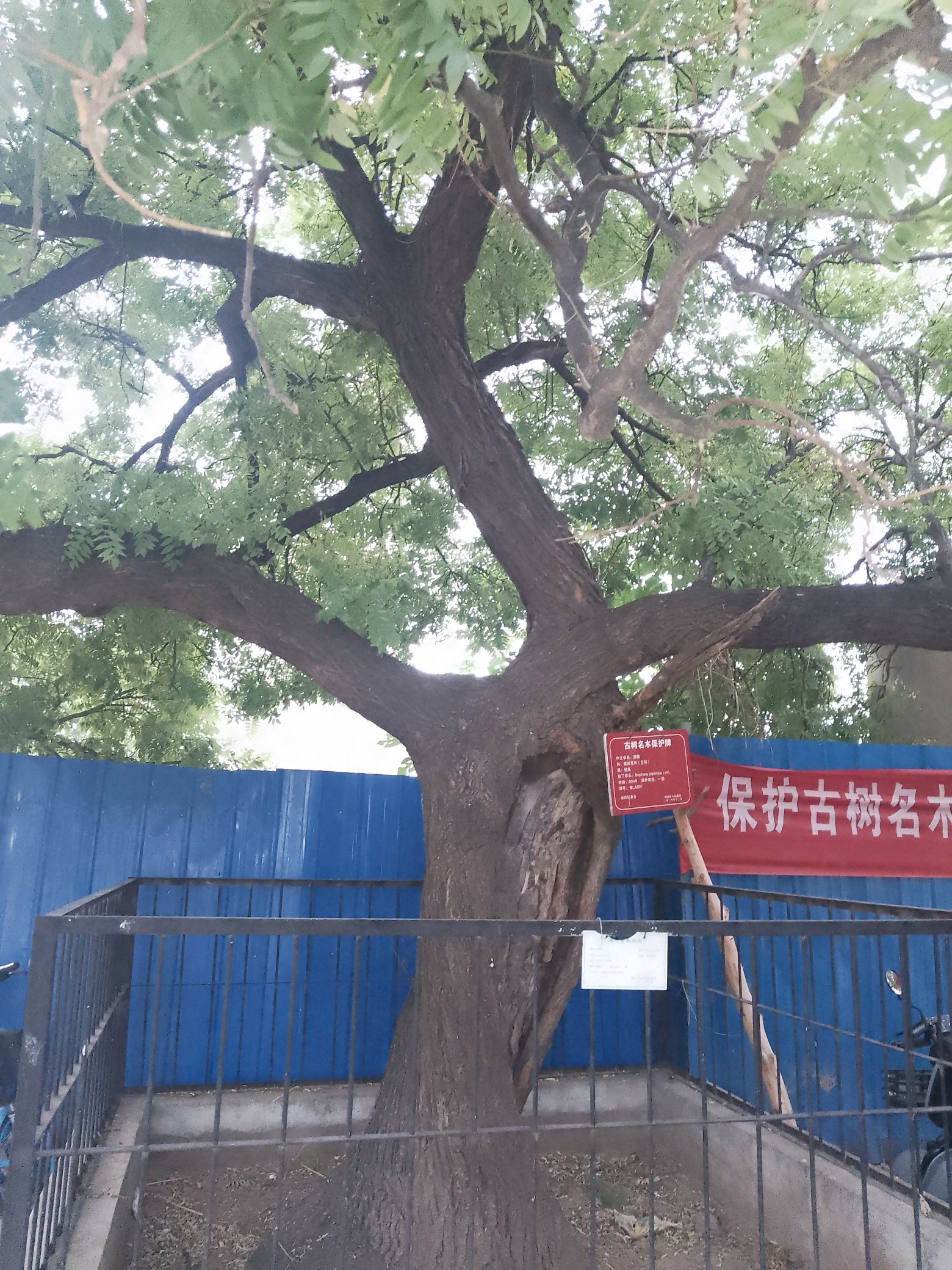 老槐树旅行图片 2