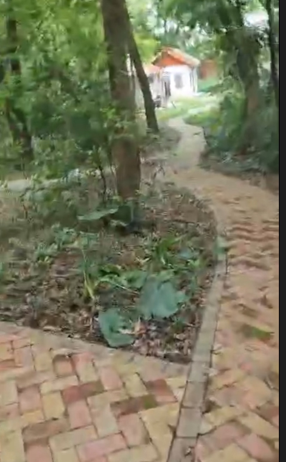 围子下古树公园旅行图片 1