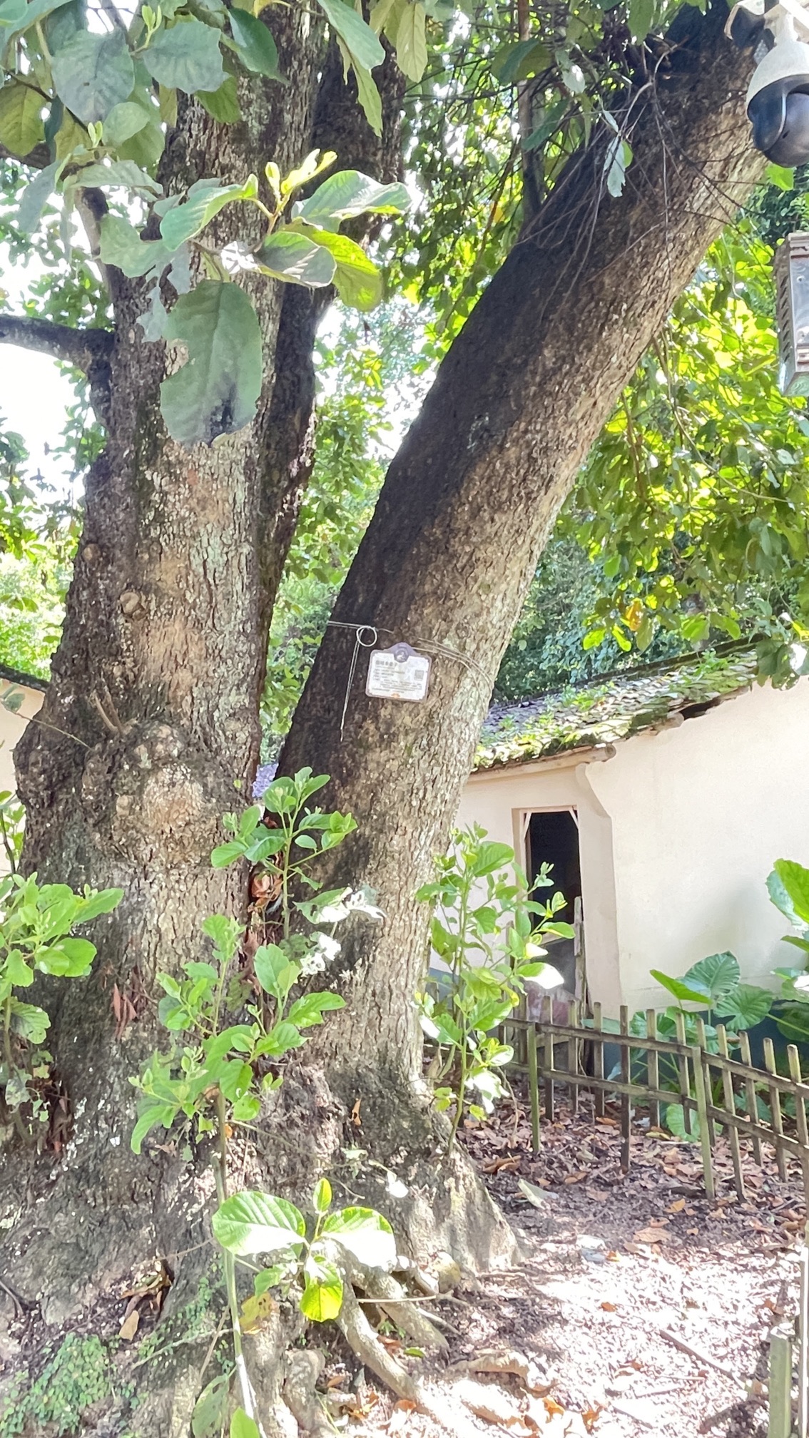 围子下古树公园旅行图片 2