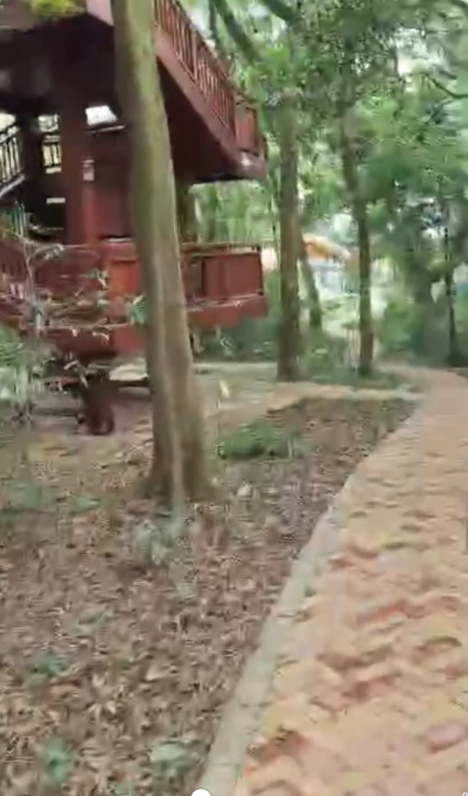 围子下古树公园旅行图片 3