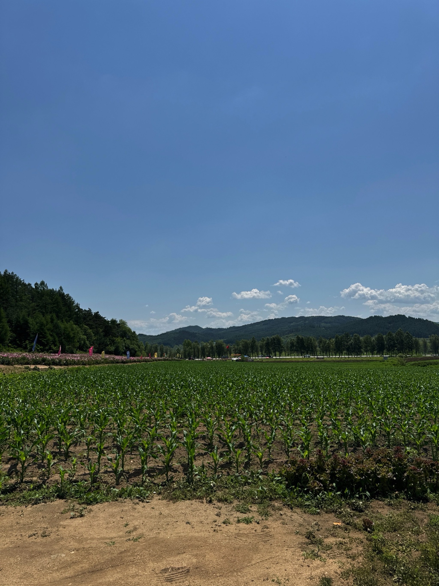 花香谷旅行图片 1