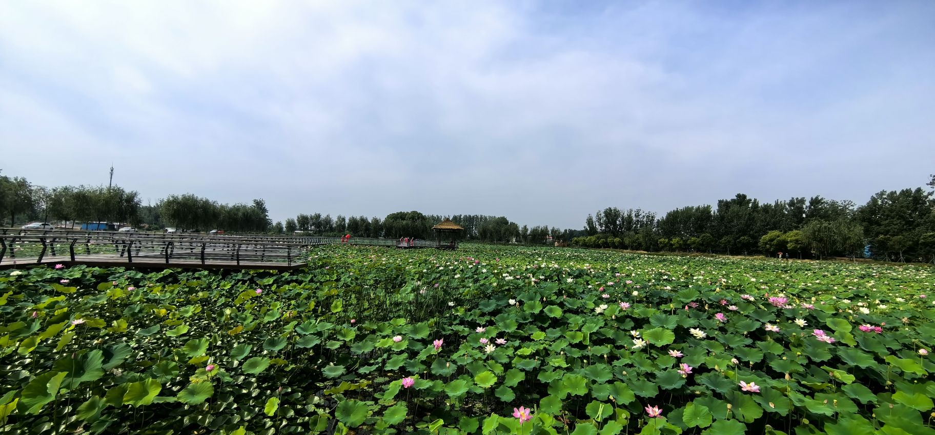 郑东新区北孙庄村荷花观景区旅行图片 3