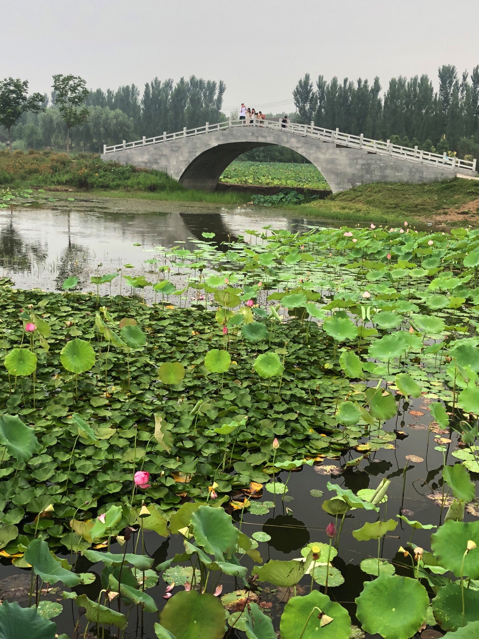 郑东新区北孙庄村荷花观景区旅行图片 1