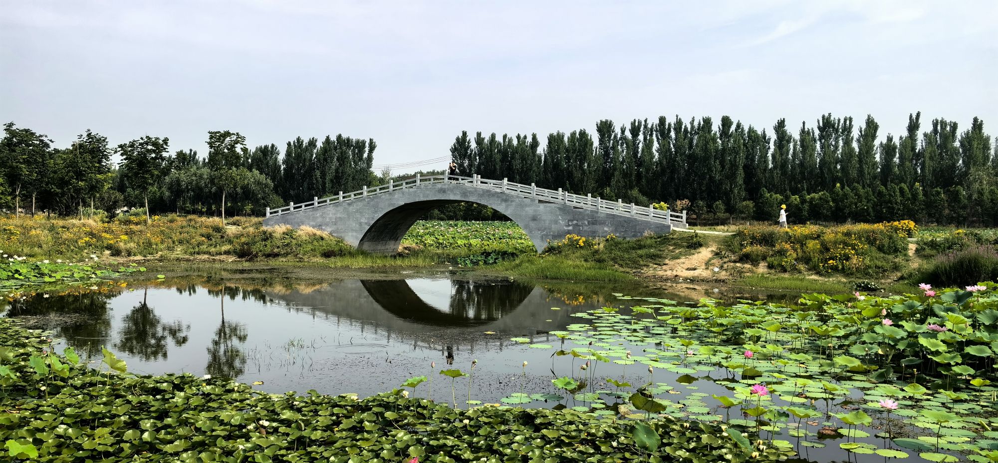 郑东新区北孙庄村荷花观景区旅行图片 2