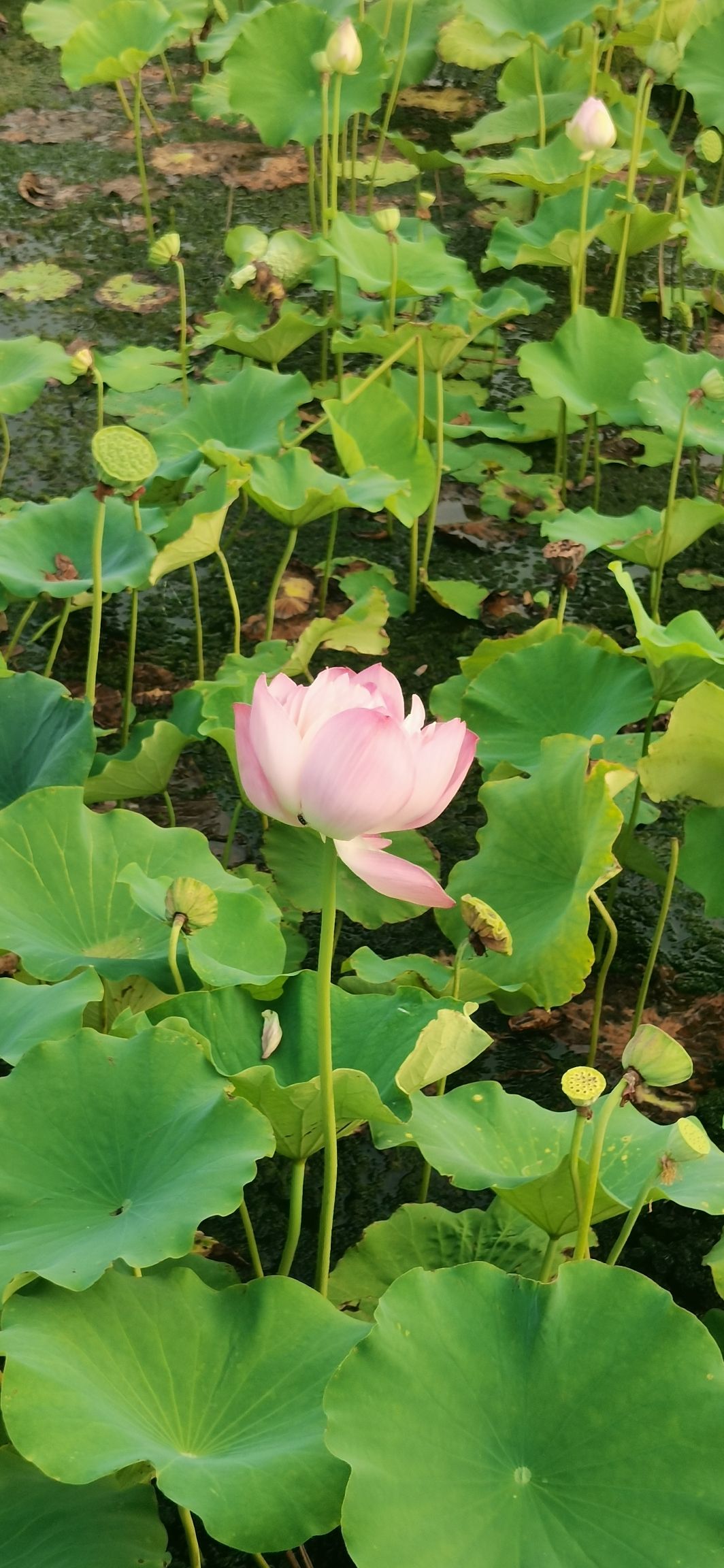 郑东新区北孙庄村荷花观景区旅行图片 3