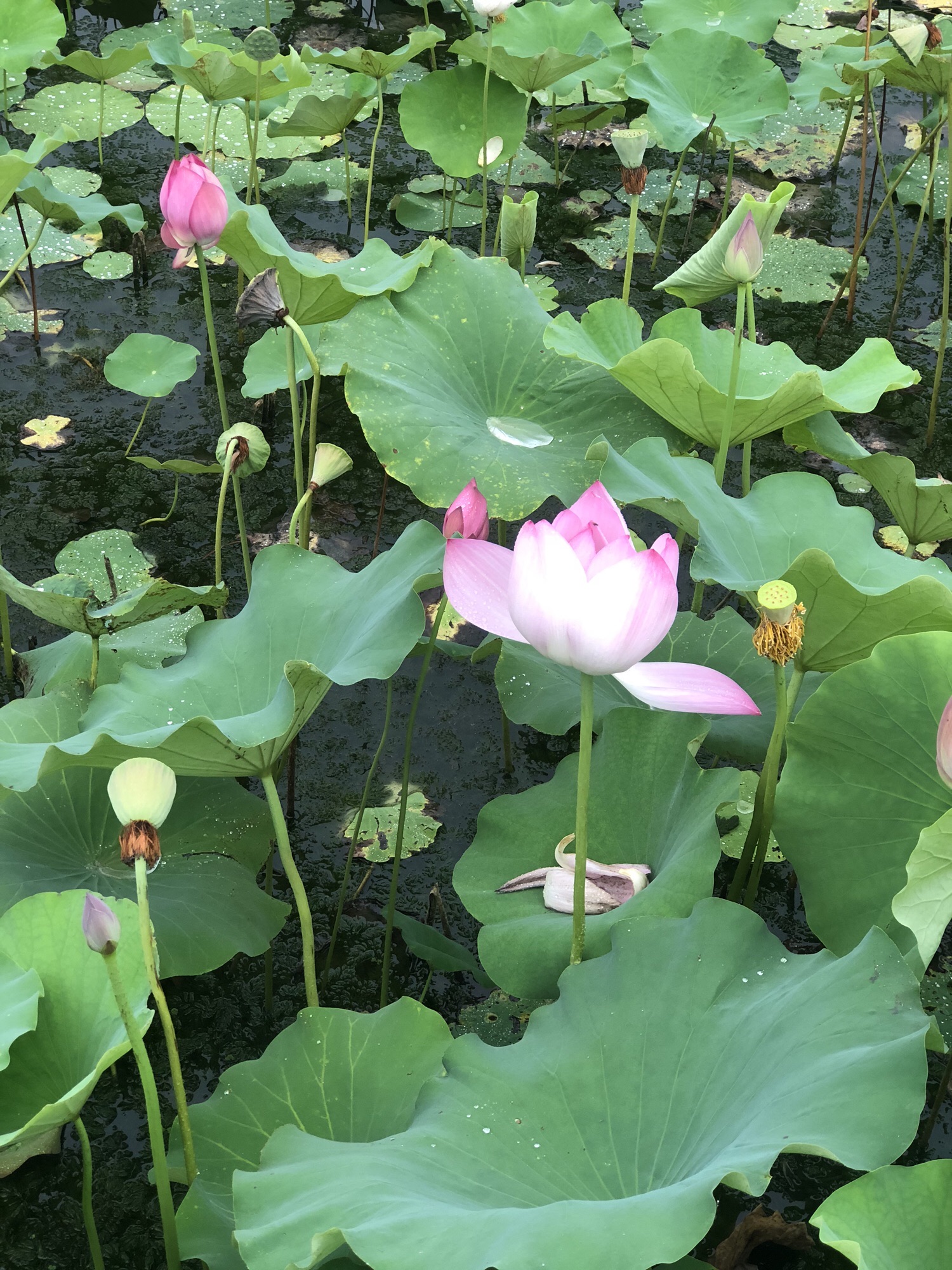 郑东新区北孙庄村荷花观景区旅行图片 2