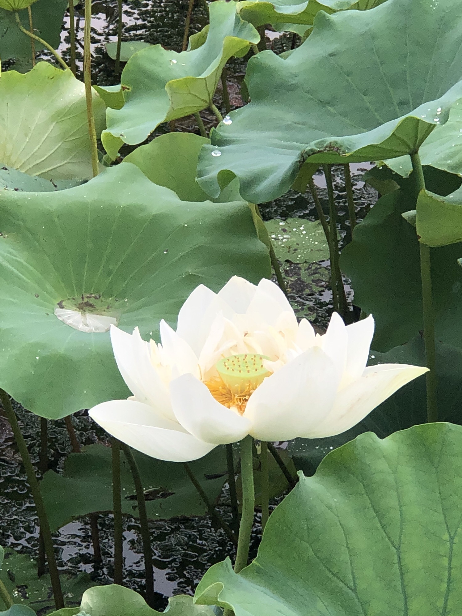 郑东新区北孙庄村荷花观景区旅行图片 3