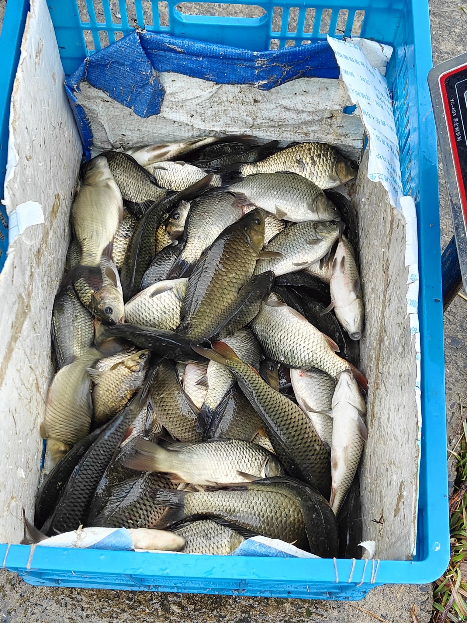 东东休闲钓场