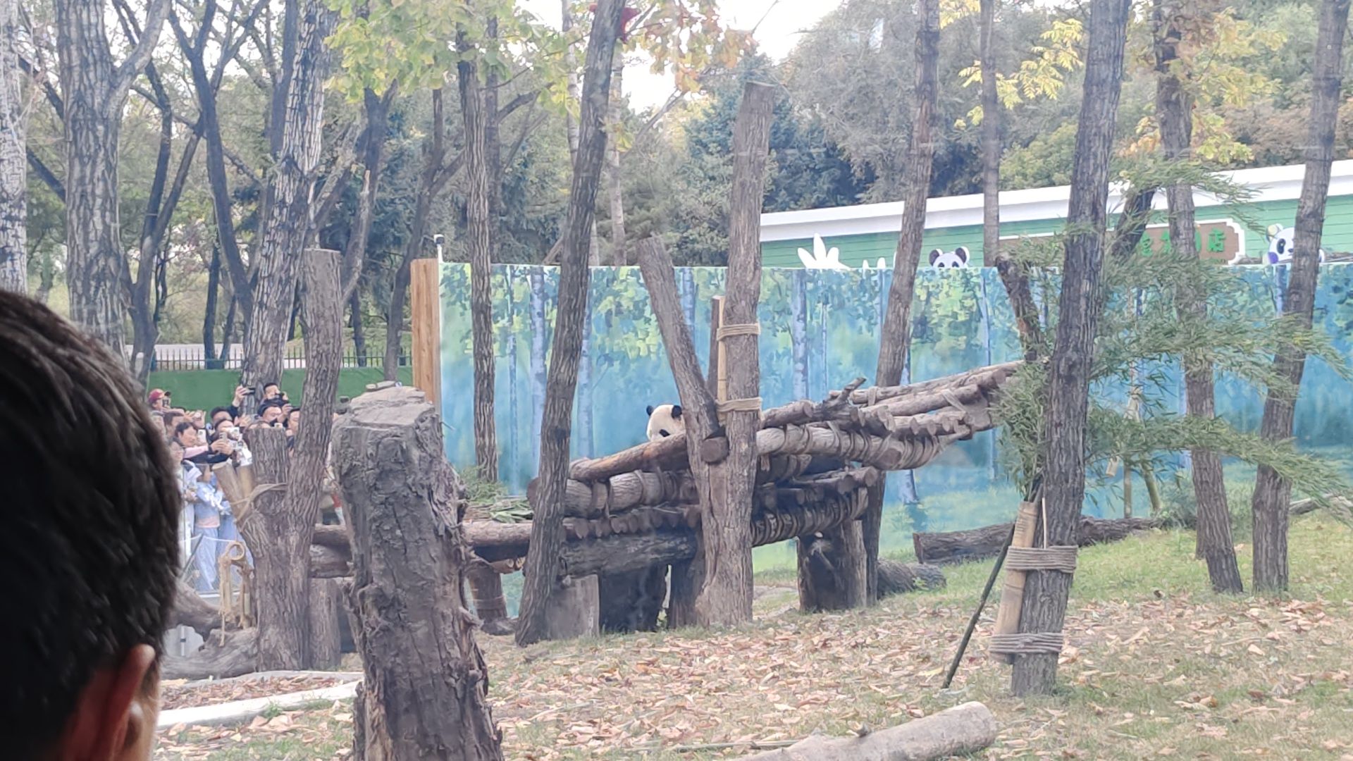 太阳岛大熊猫馆旅行图片 2