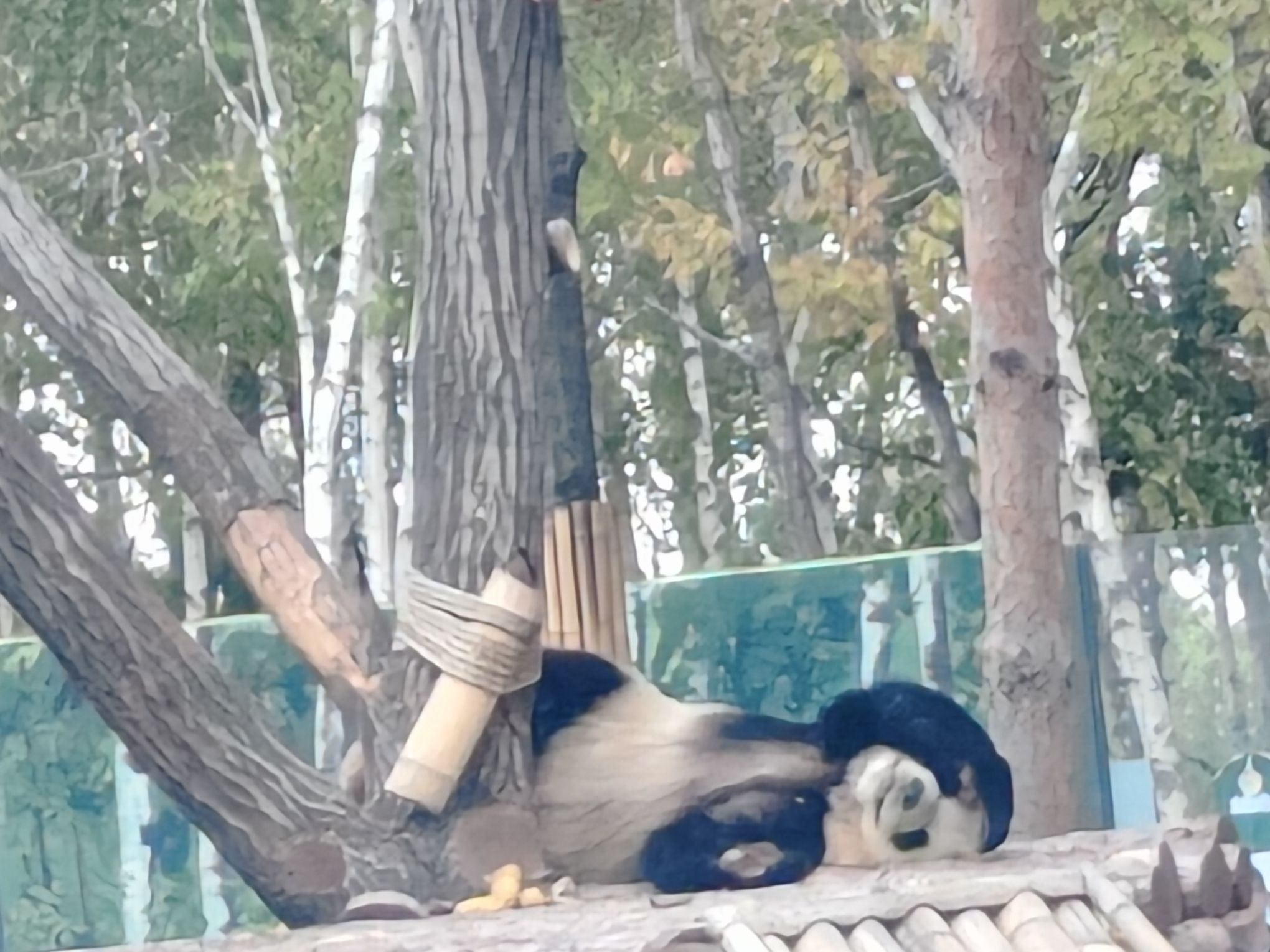 太阳岛大熊猫馆旅行图片 1