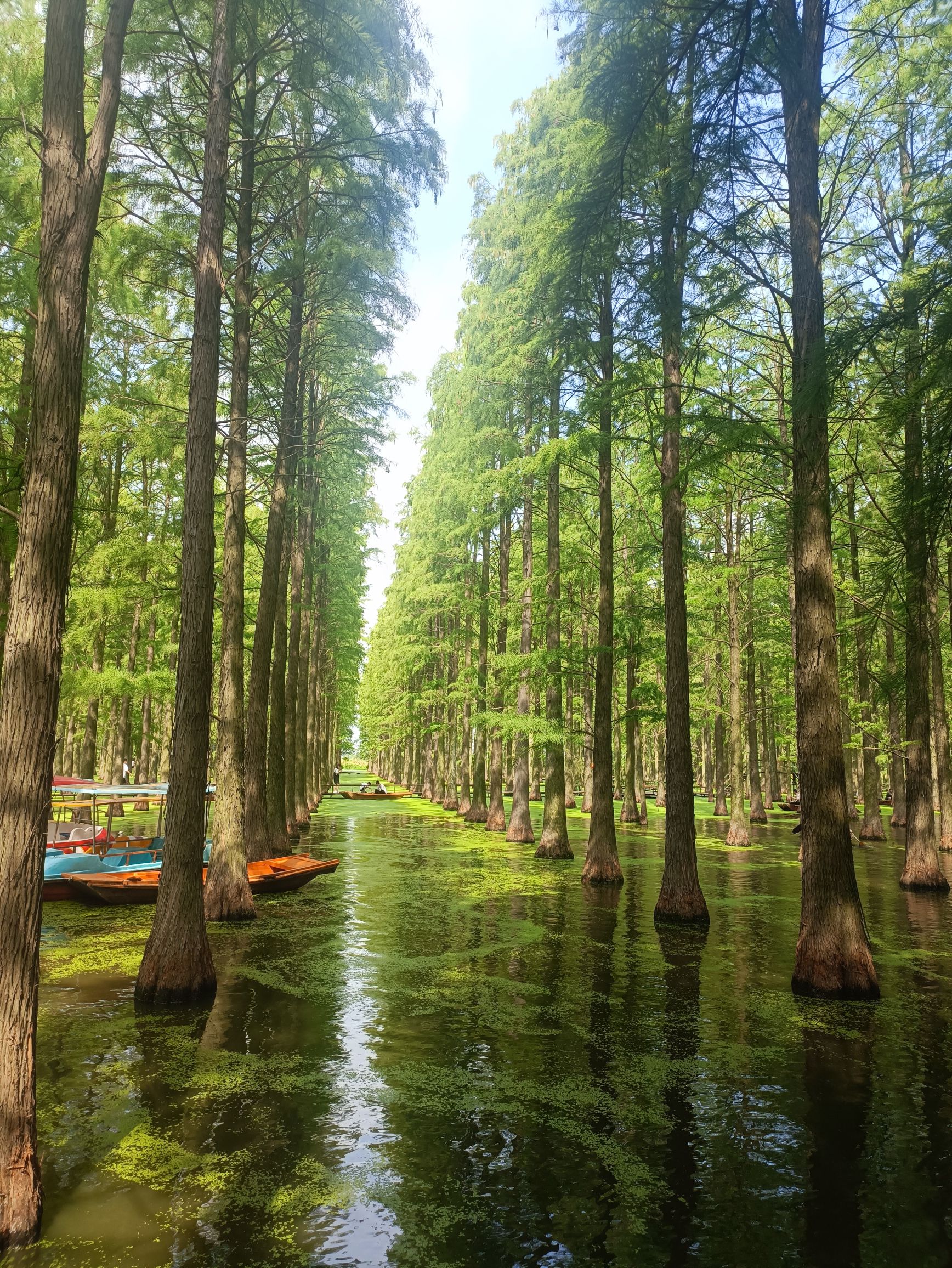 渌洋湖湿地公园生态园