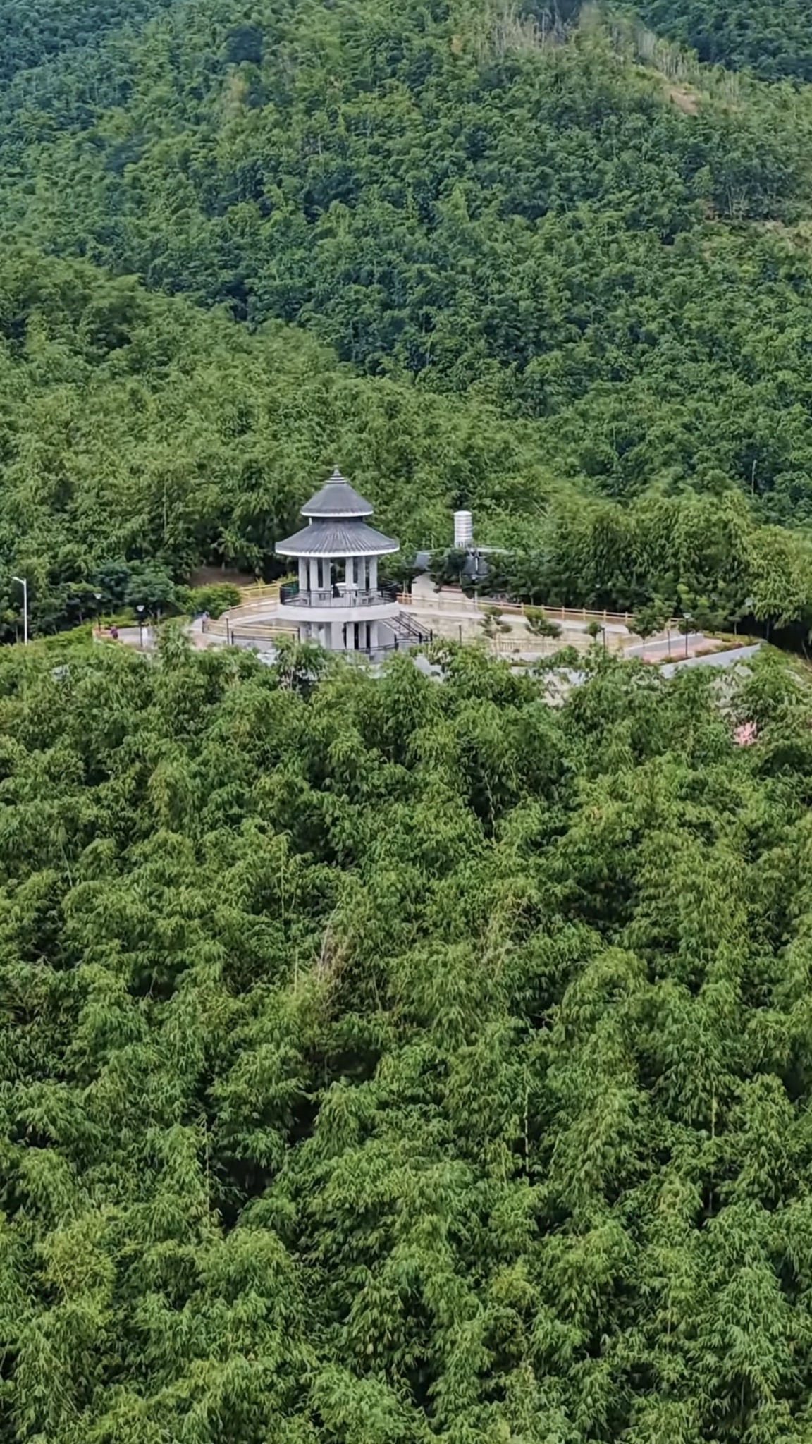 金东岭村万亩竹林观光带旅行图片 1