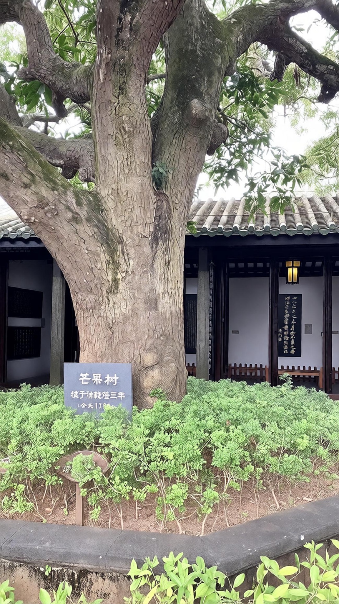 东坡书院-芒果树