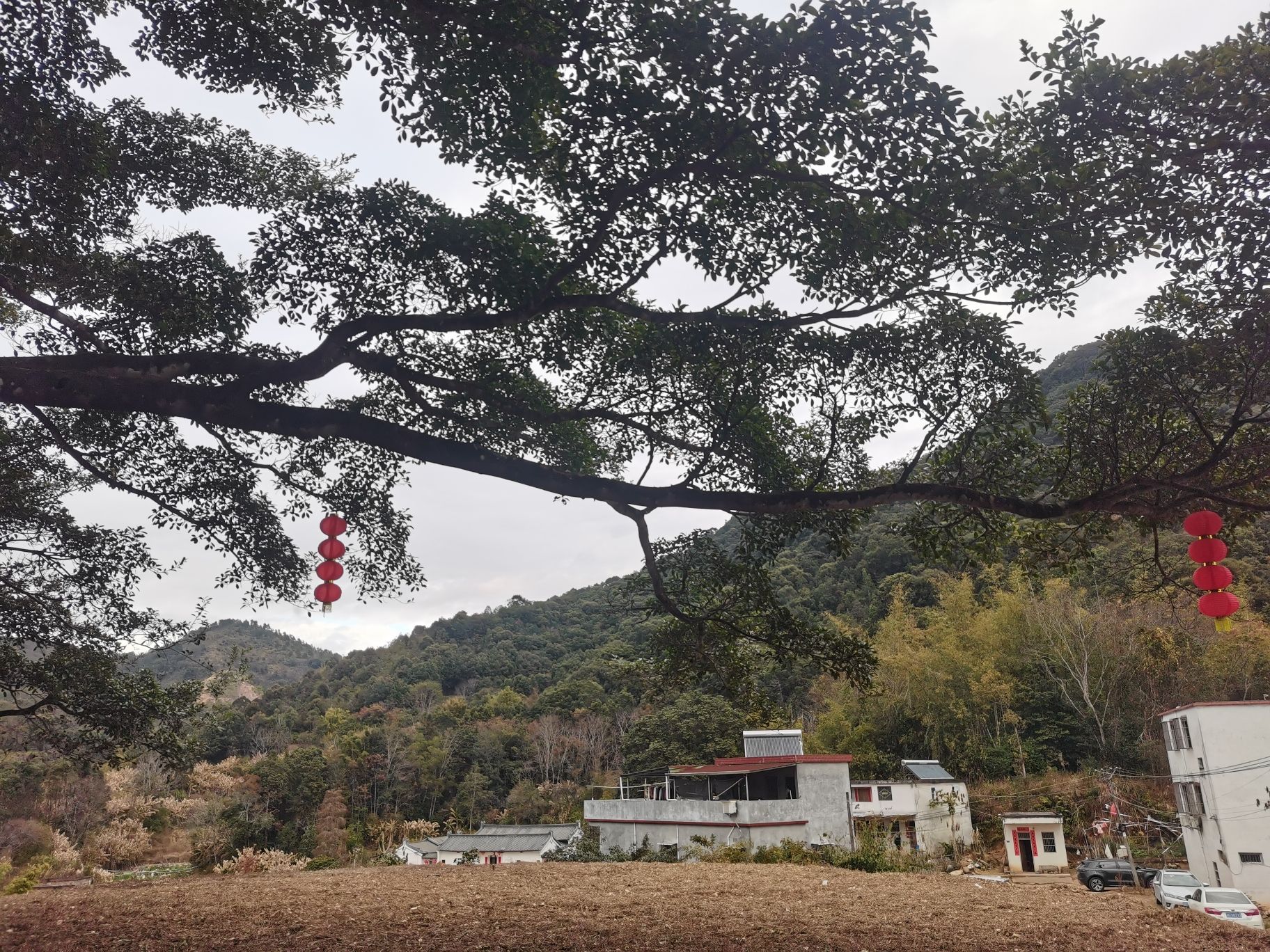 榕树王旅行图片 3