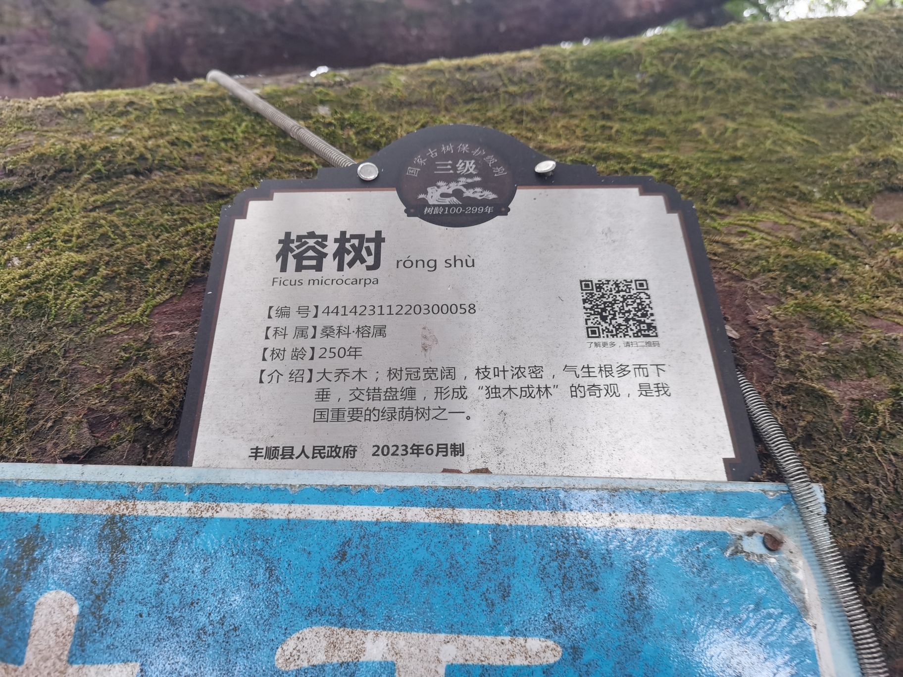 榕树王旅行图片 2