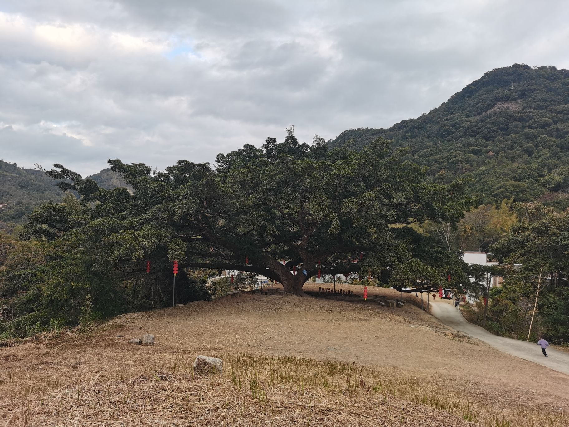 榕树王旅行图片 1
