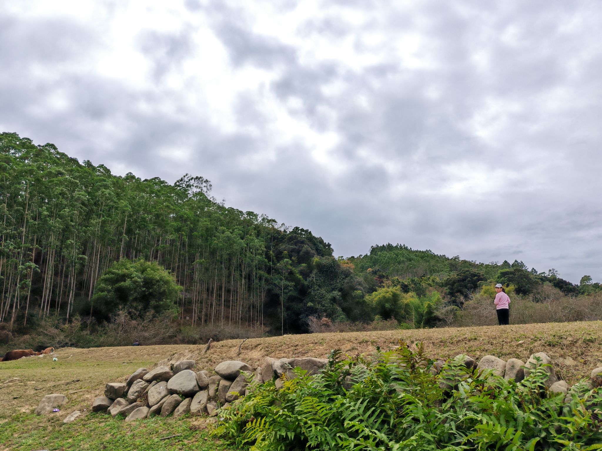 大坪镇南方大草原旅行图片 3