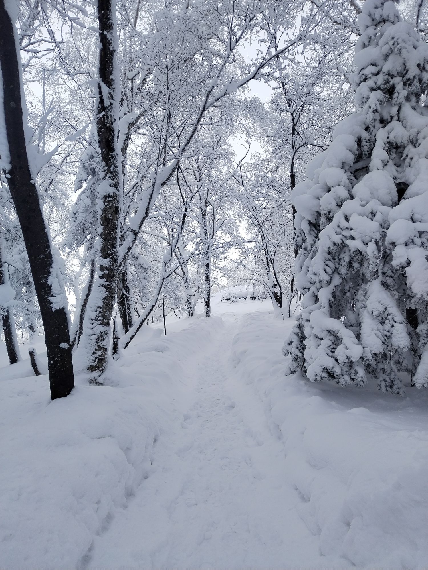 雪谷狗熊岭旅行图片 3