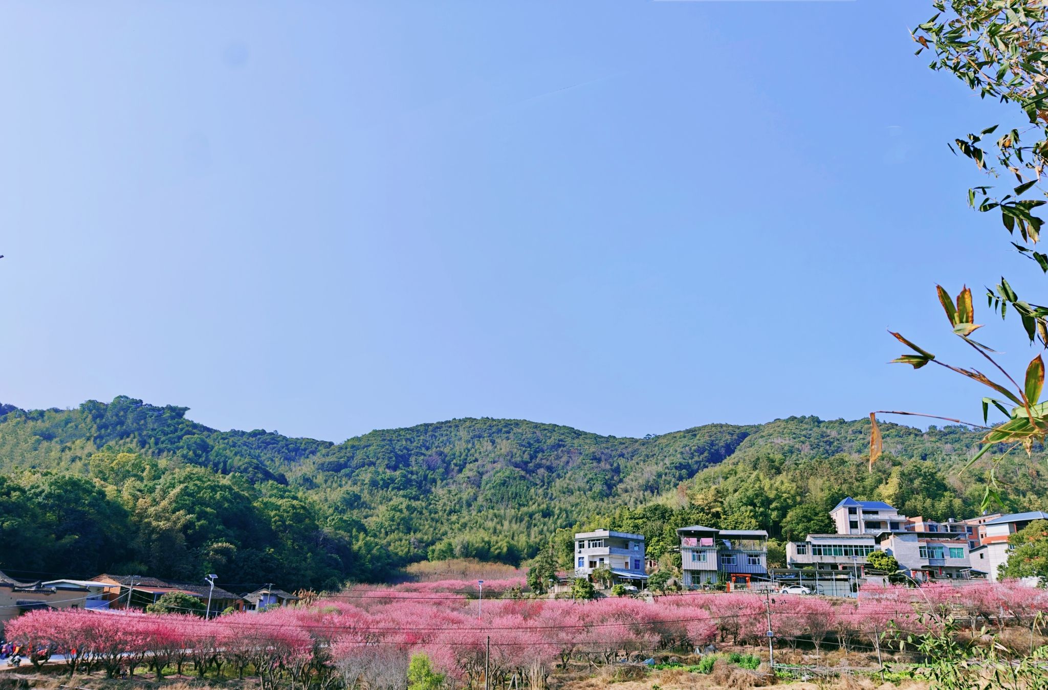 福州三峰梅花园旅行图片 3
