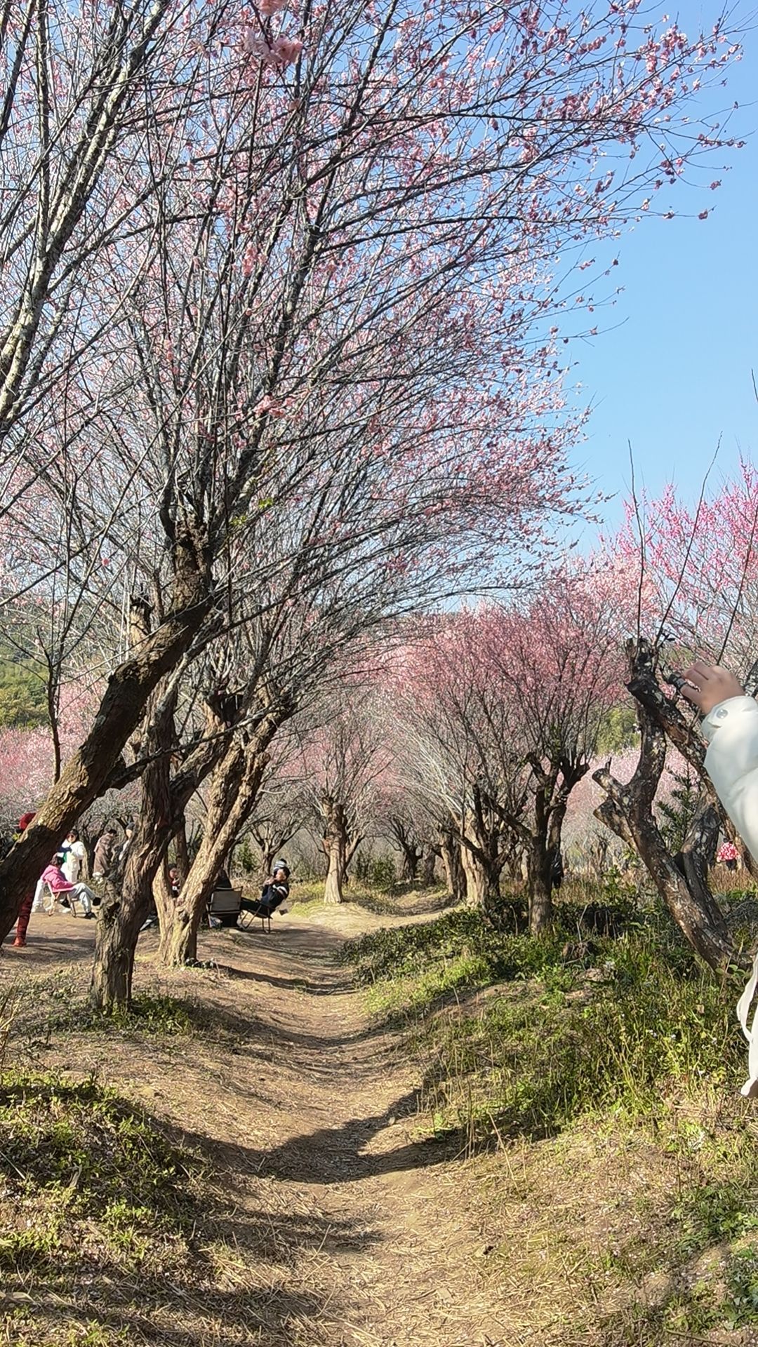 福州三峰梅花园旅行图片 2