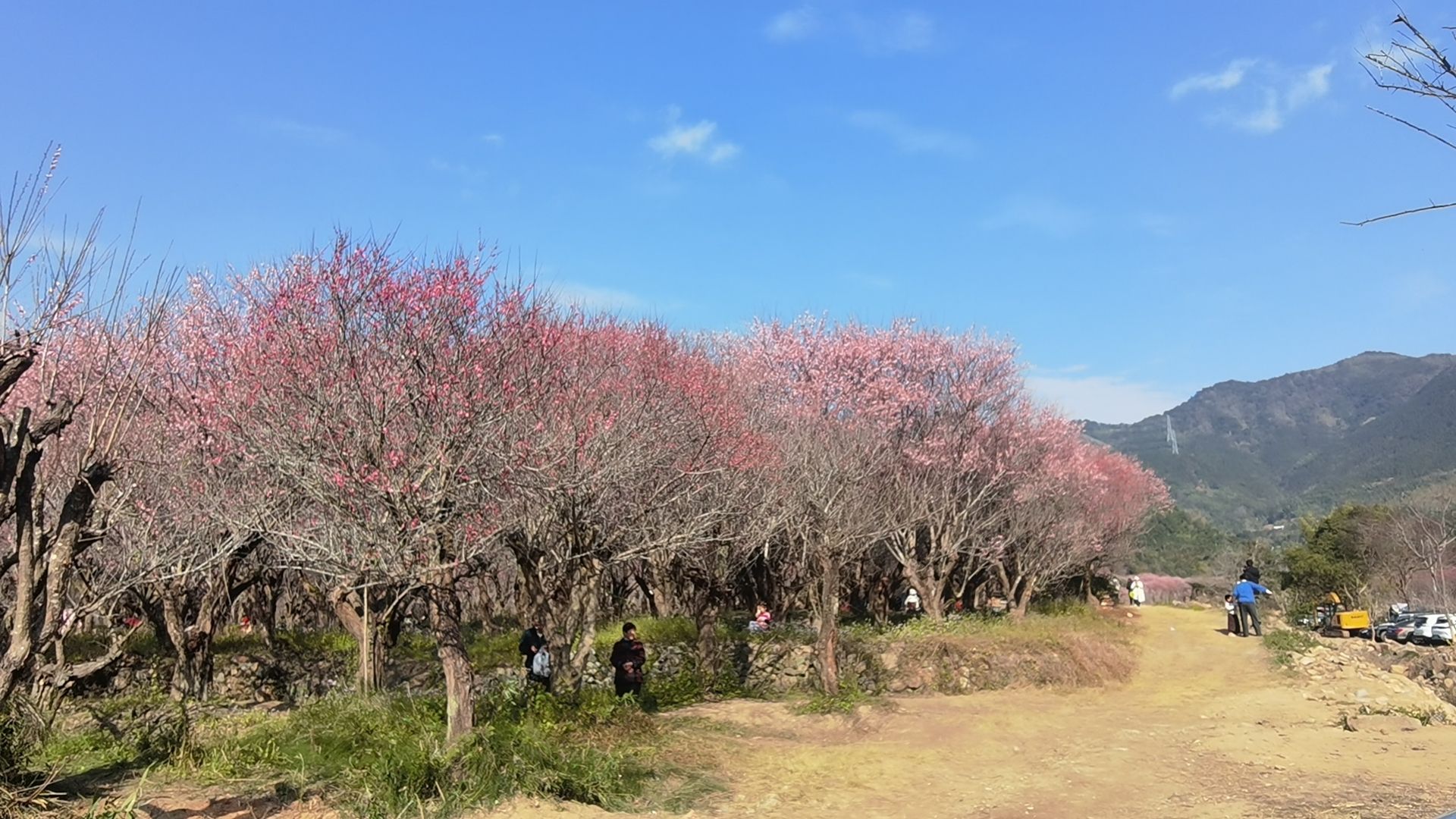 福州三峰梅花园旅行图片 3