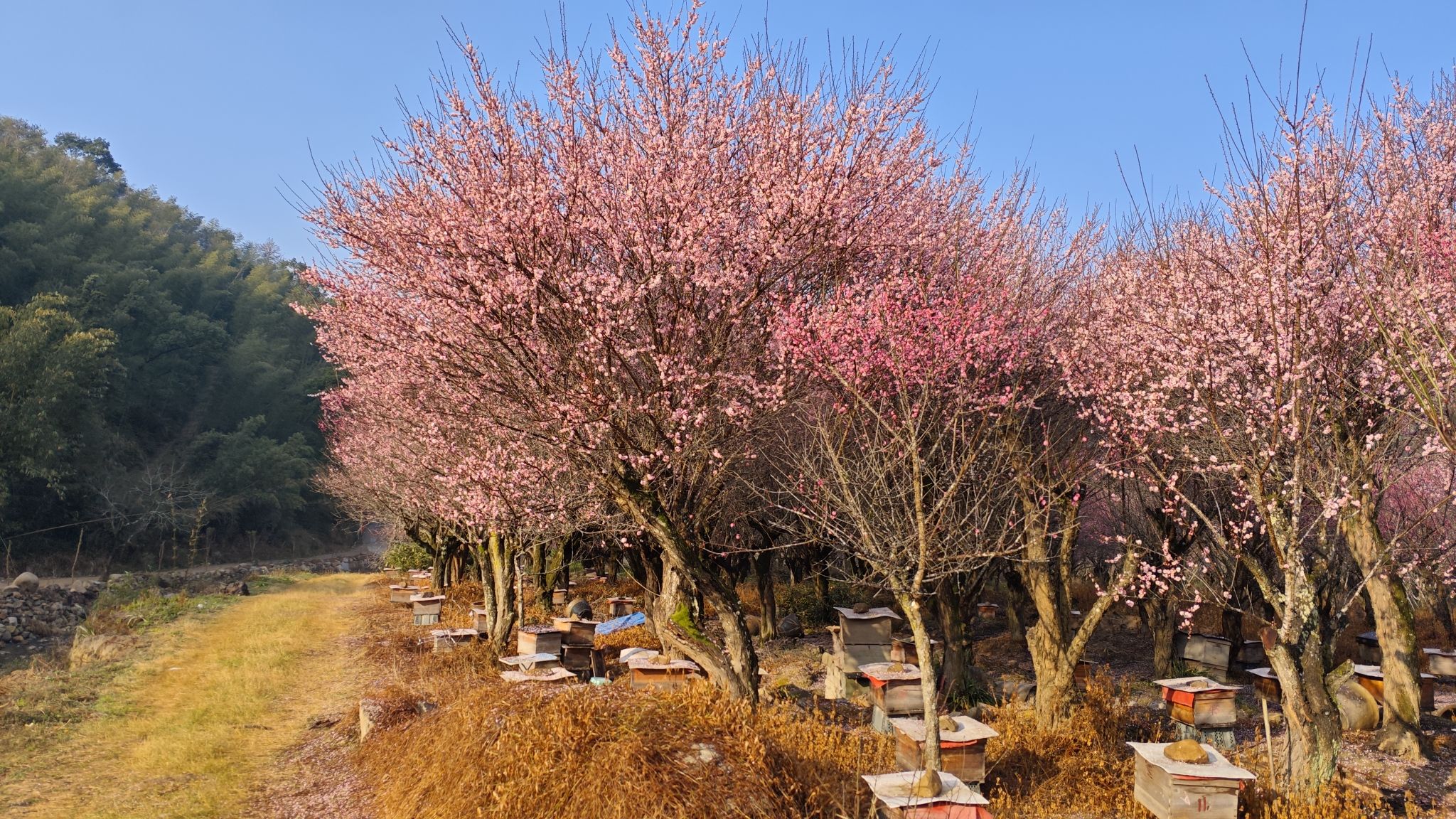 福州三峰梅花园旅行图片 1