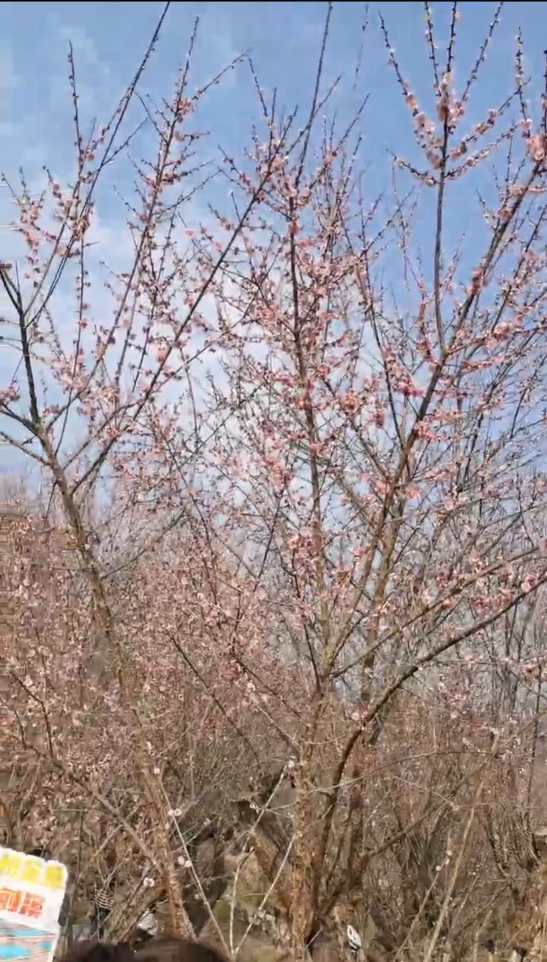 福州三峰梅花园旅行图片 1