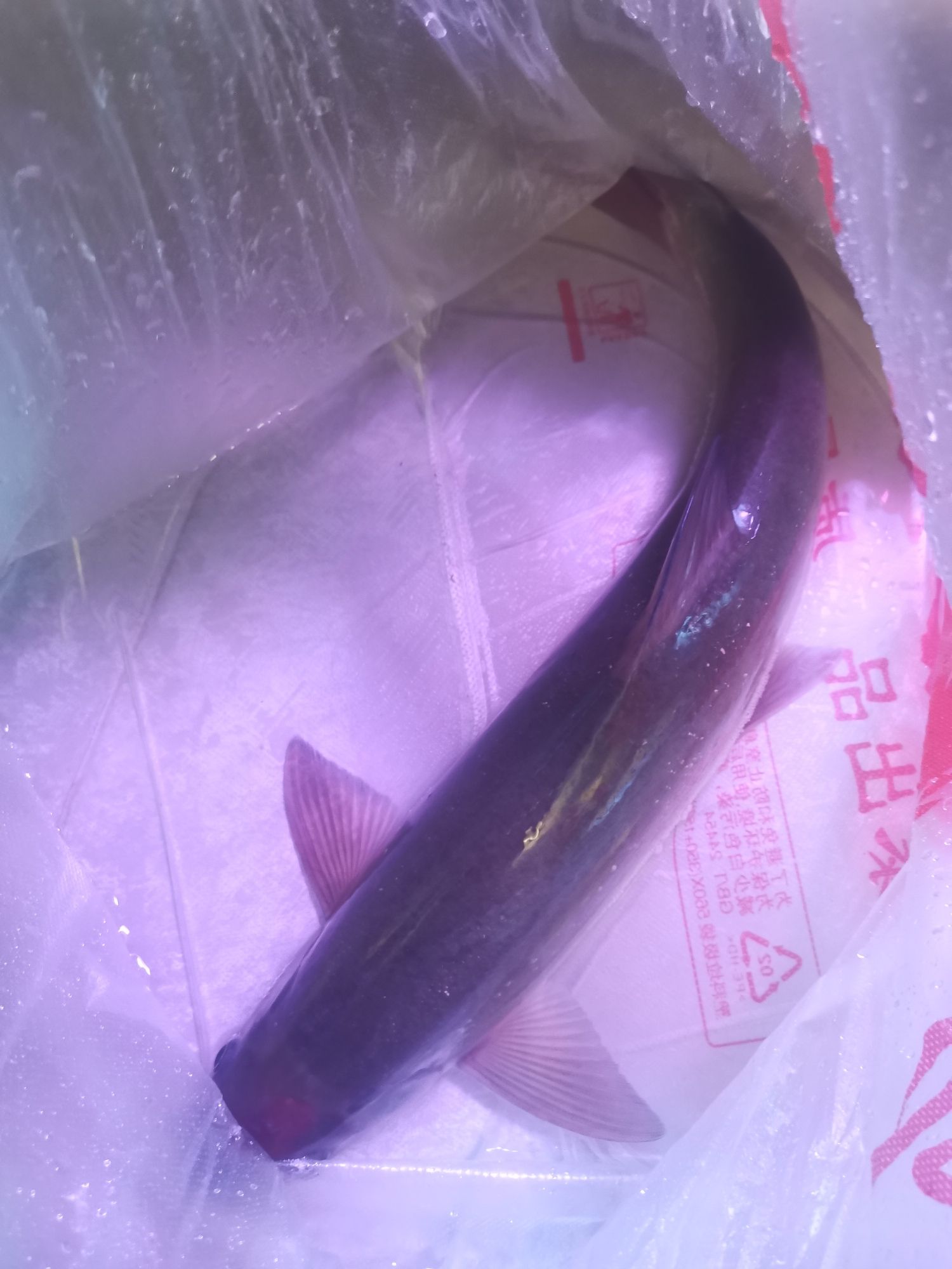 青衣望江楼.雅鱼饭店