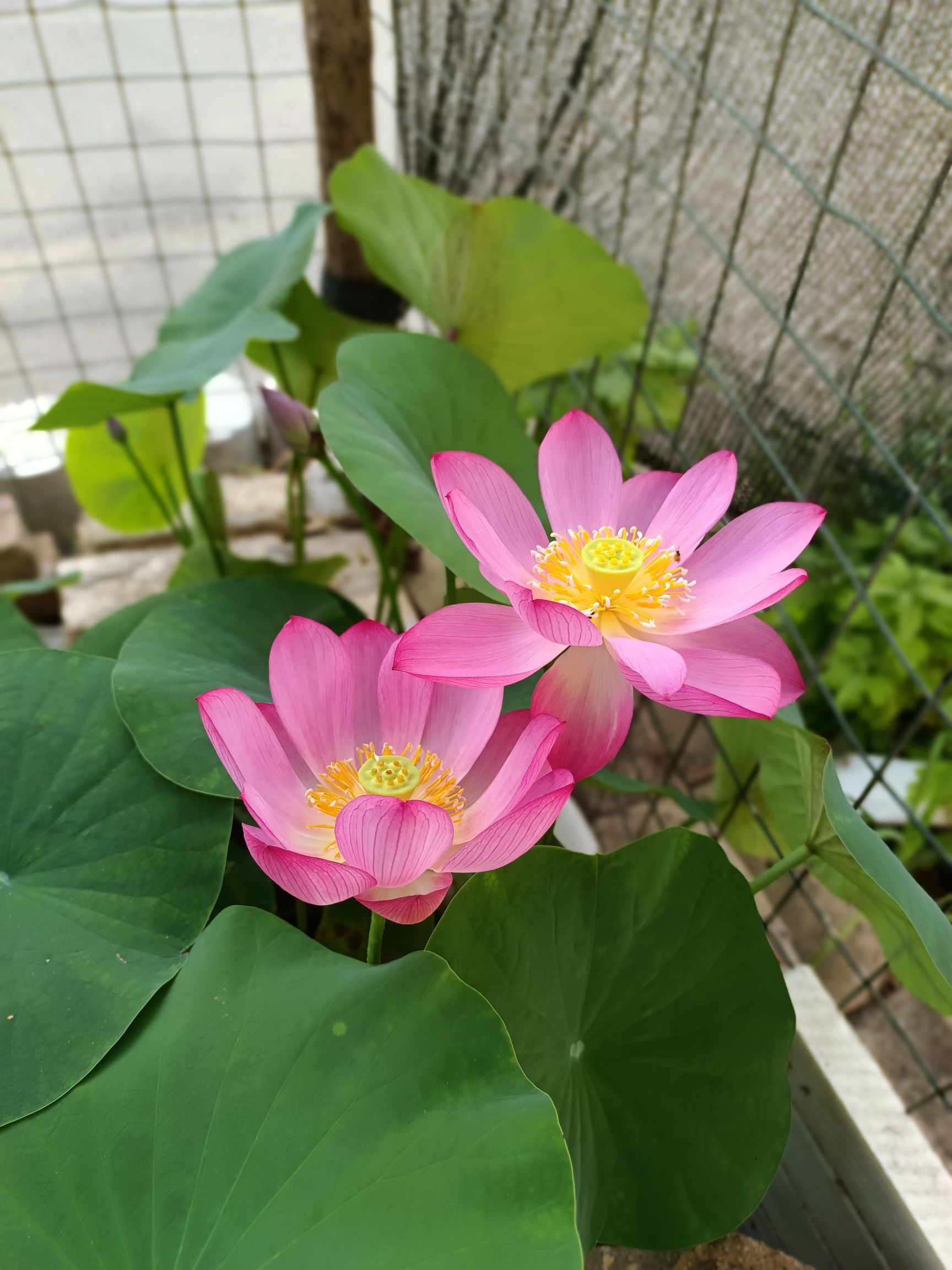 大沙河荷花池旅行图片 3