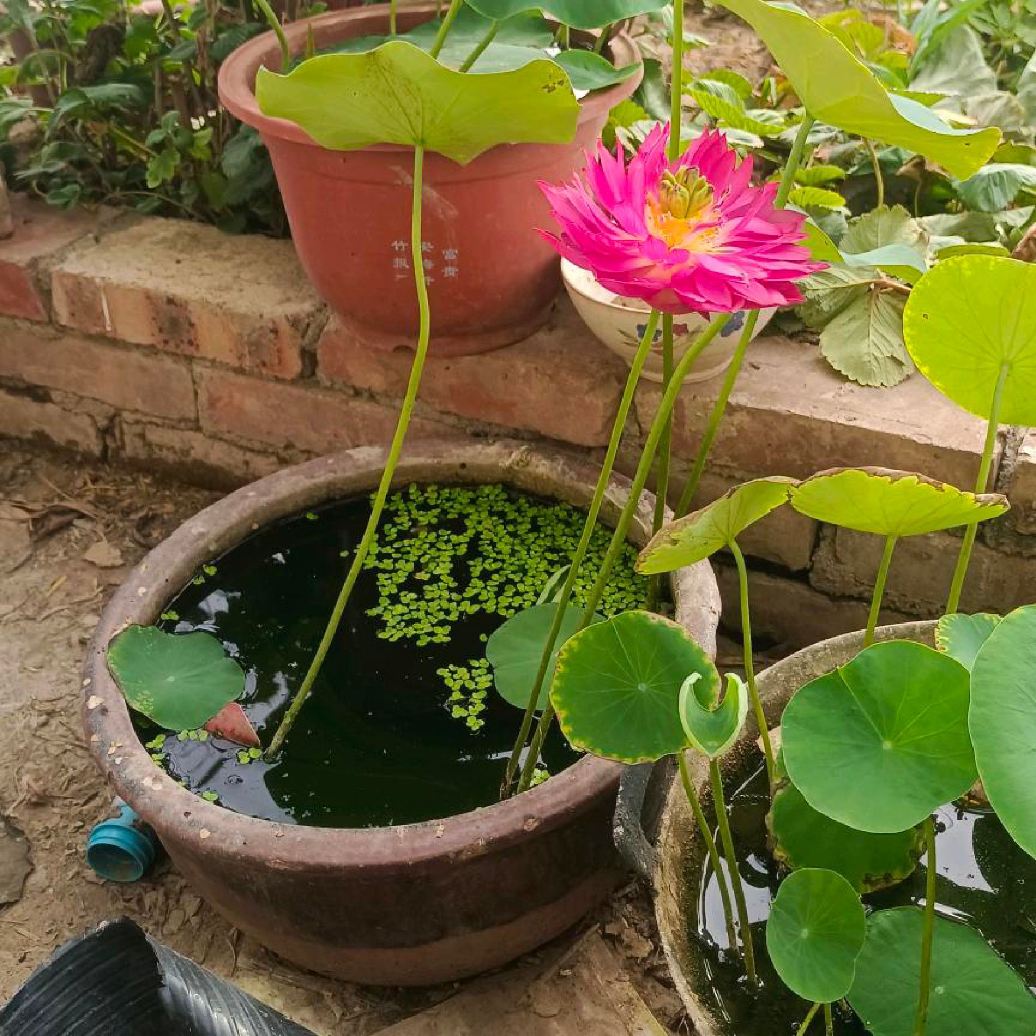 大沙河荷花池旅行图片