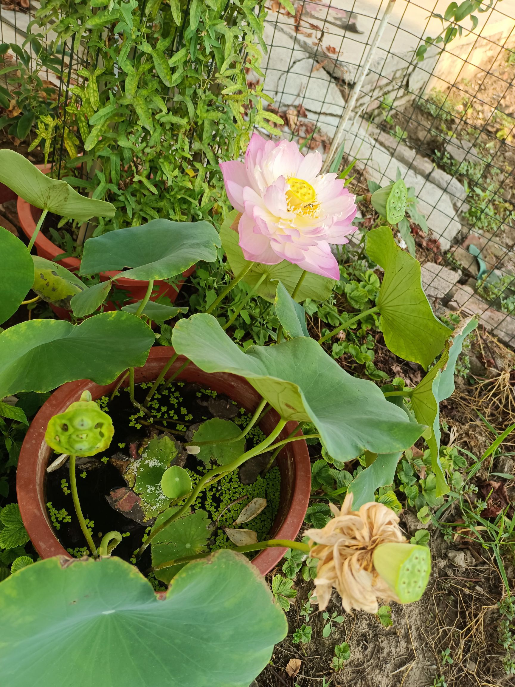 大沙河荷花池旅行图片 2