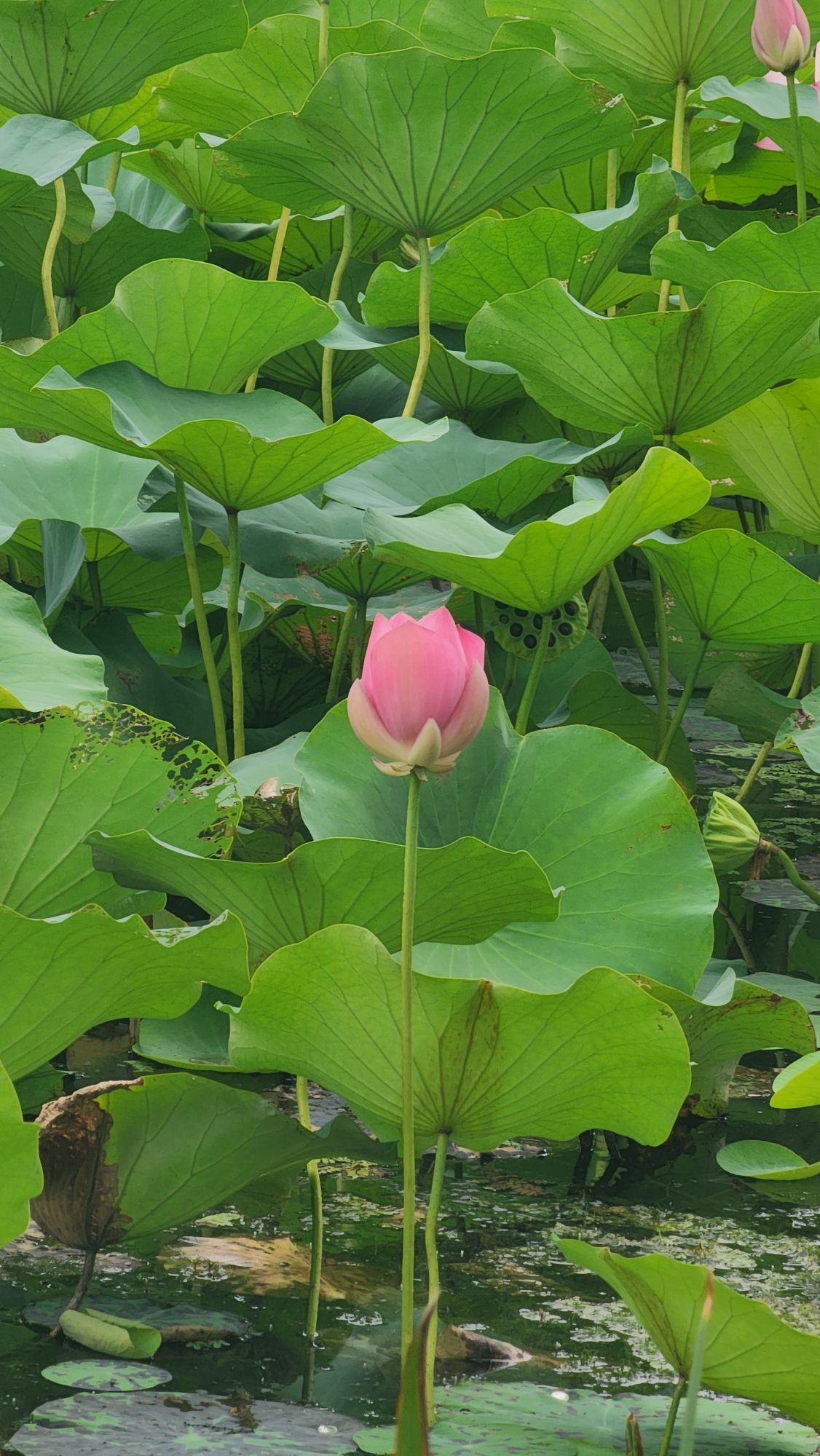 徐庄境王庄湖公园