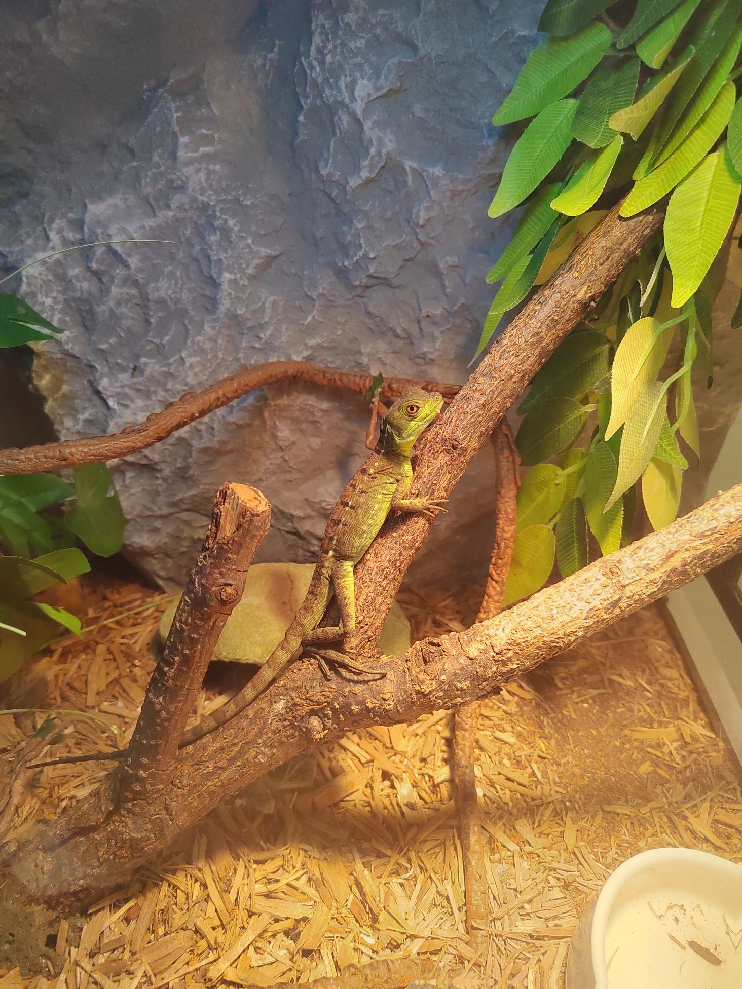 珠海活体昆虫博物馆