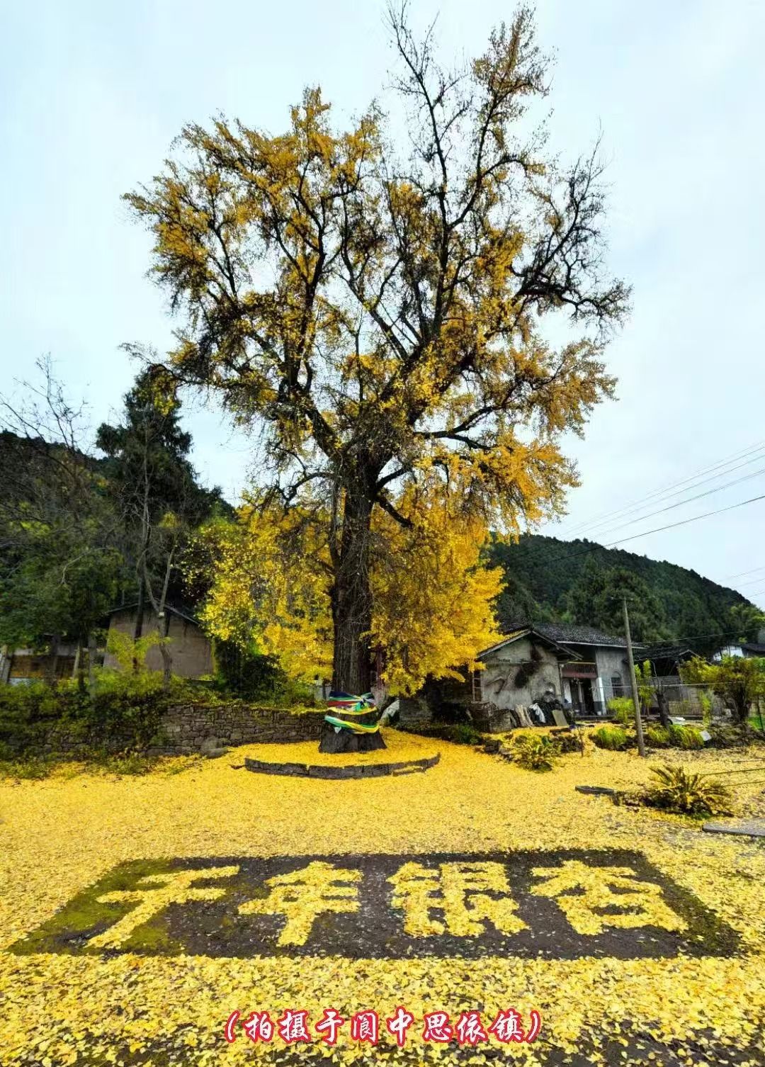千年银杏树旅行图片 1