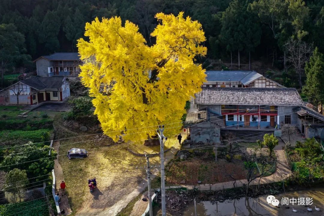 千年银杏树旅行图片 1