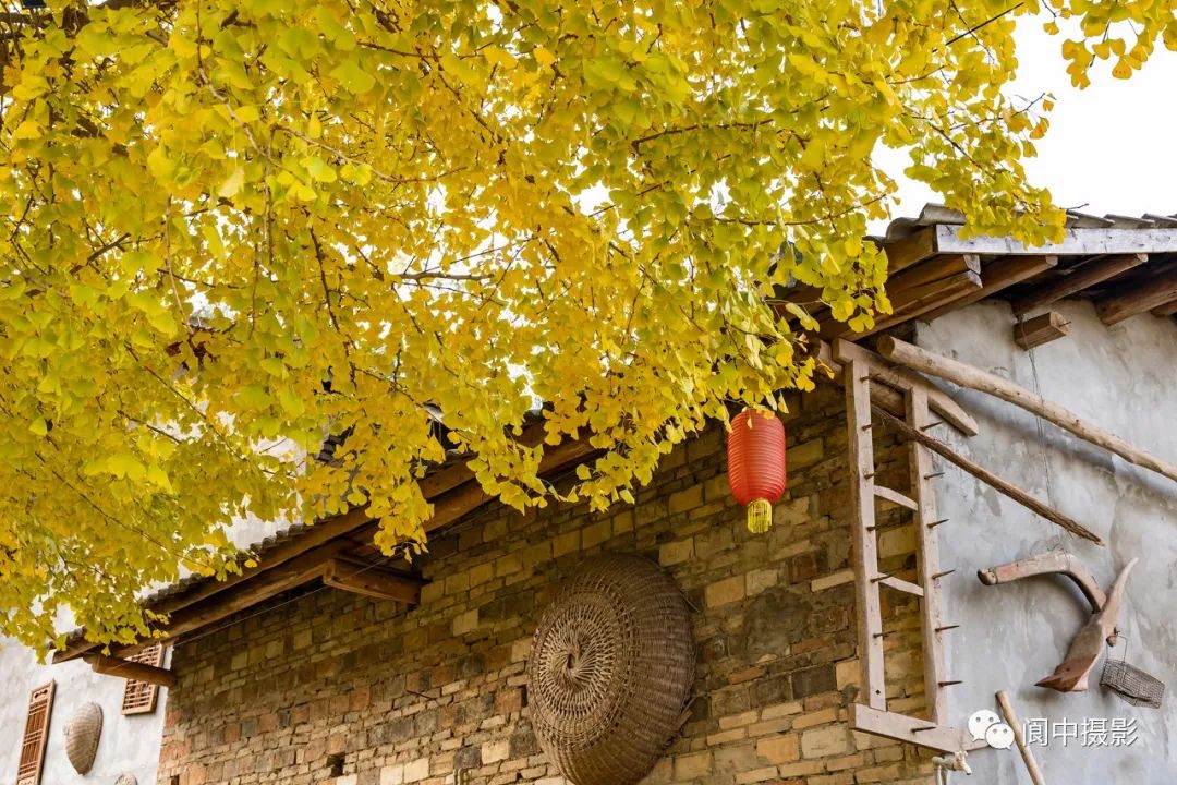 千年银杏树旅行图片 3
