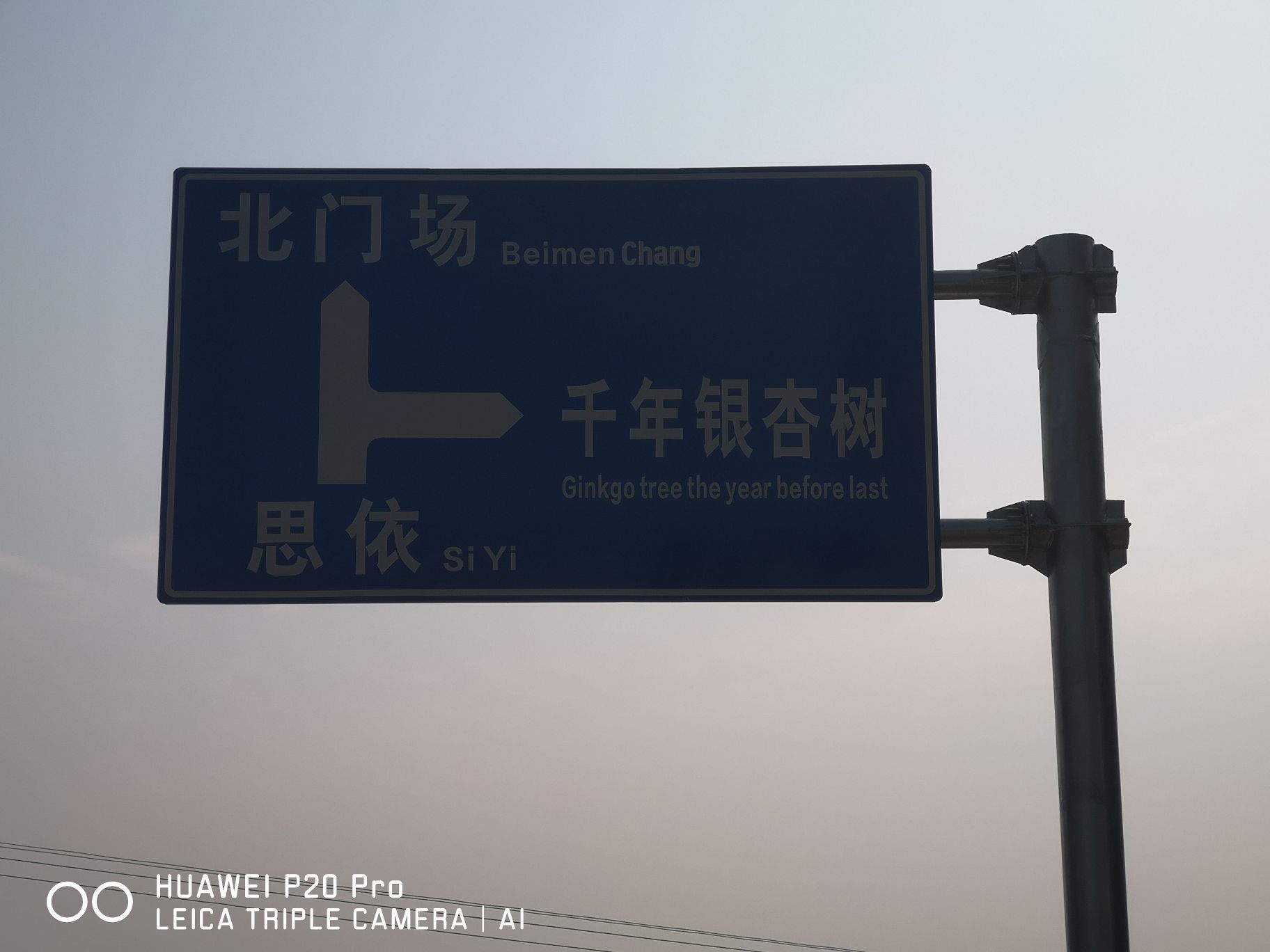 千年银杏树旅行图片 3