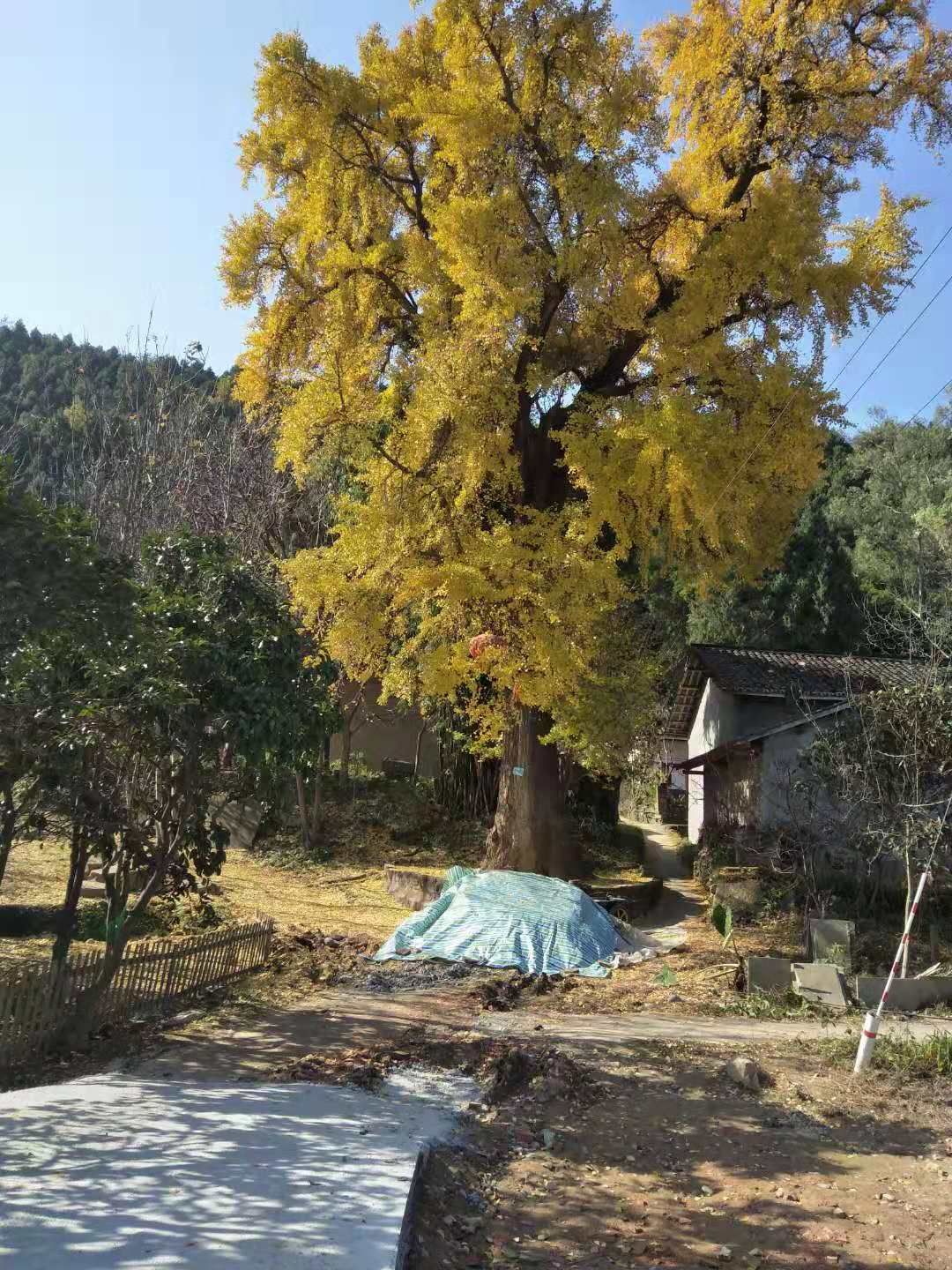 千年银杏树旅行图片 2