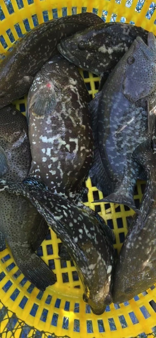 惠州市巨物路亚钓场鱼生农庄