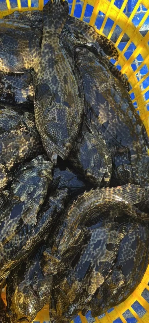 惠州市巨物路亚钓场鱼生农庄