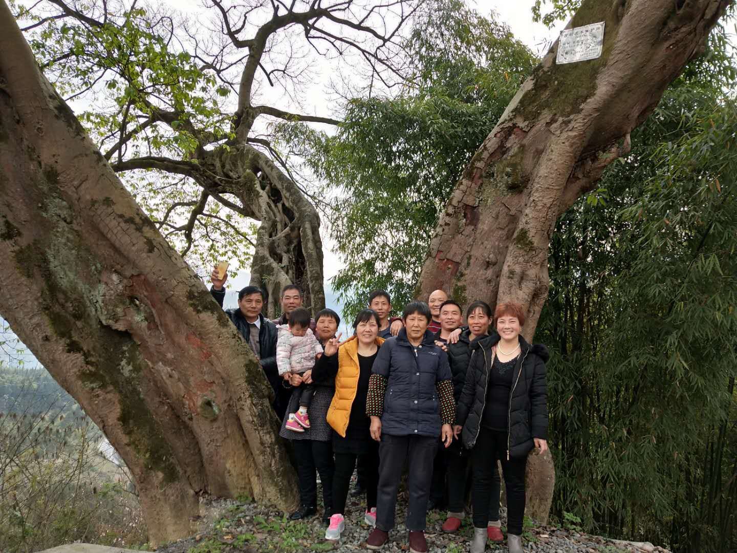 向家黄角树旅行图片 2