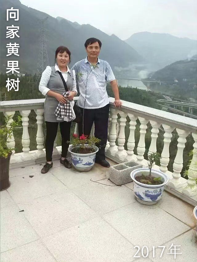 向家黄角树旅行图片 1