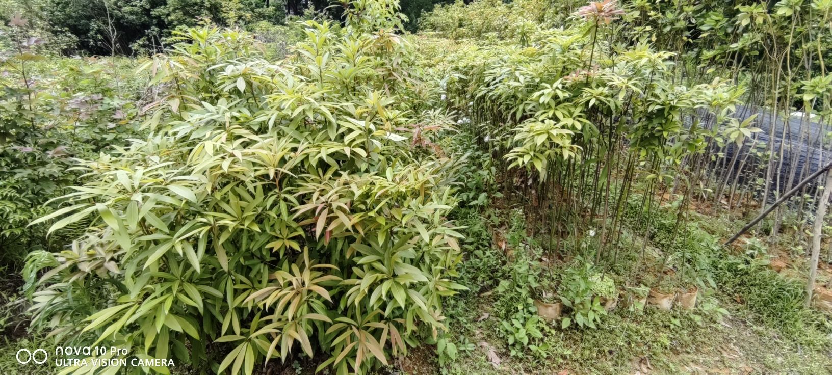 梅州市林木良种繁育基地