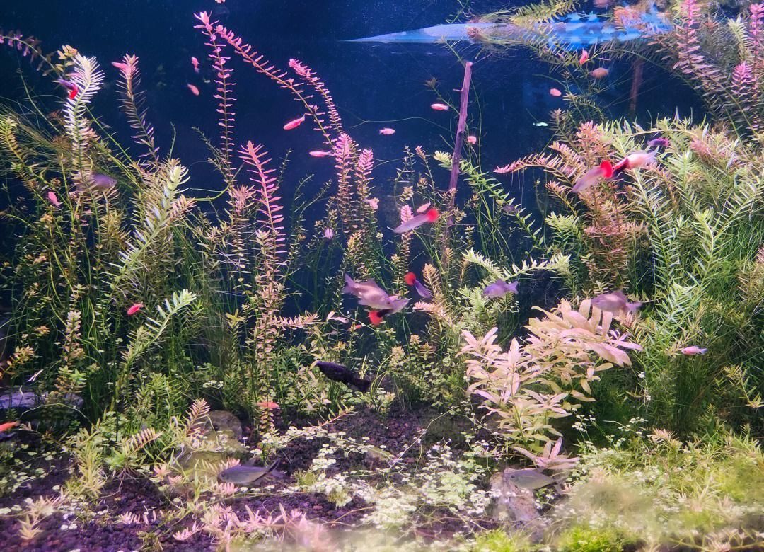 安阳海洋公园