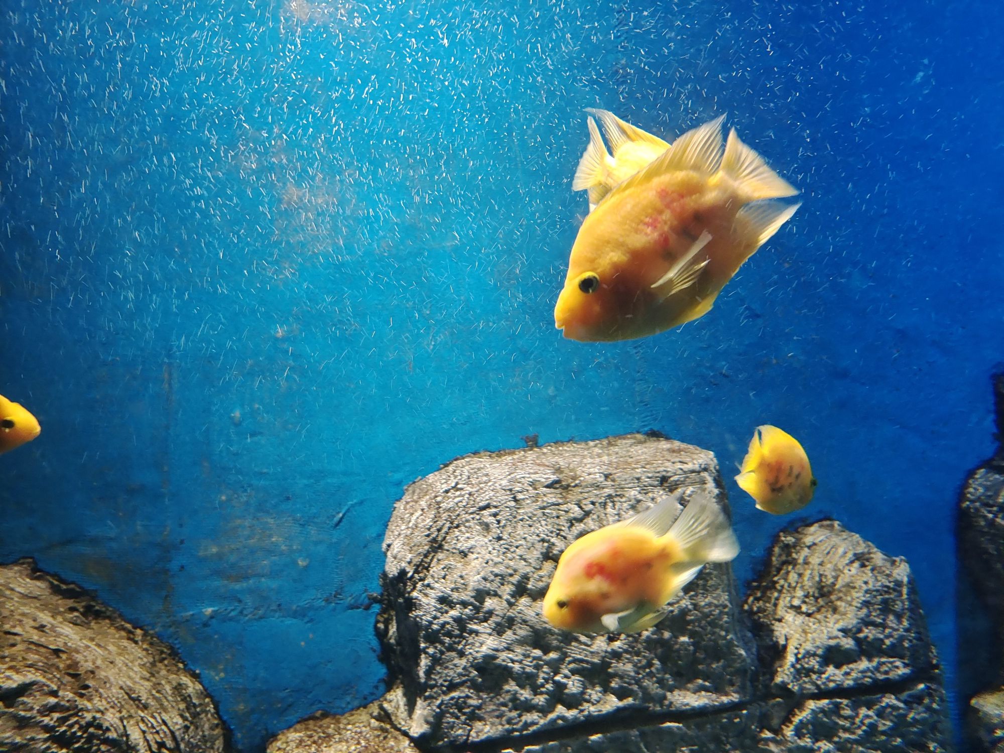 安阳海洋公园