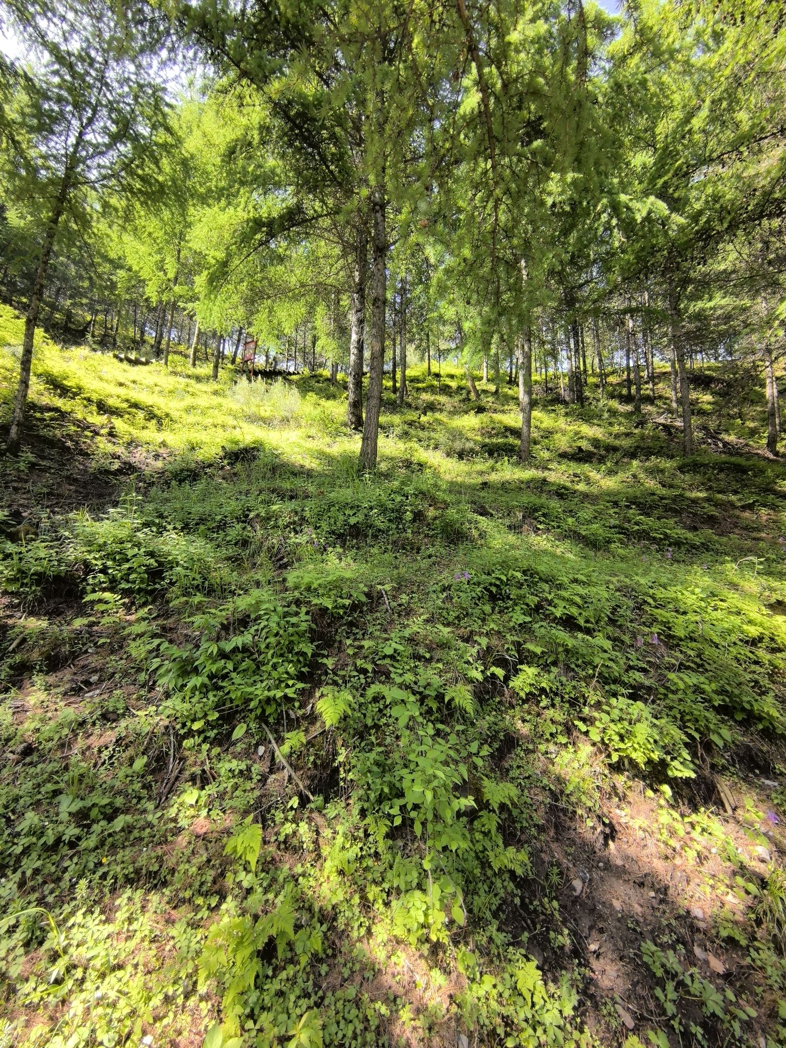 梅洞沟湿地公园