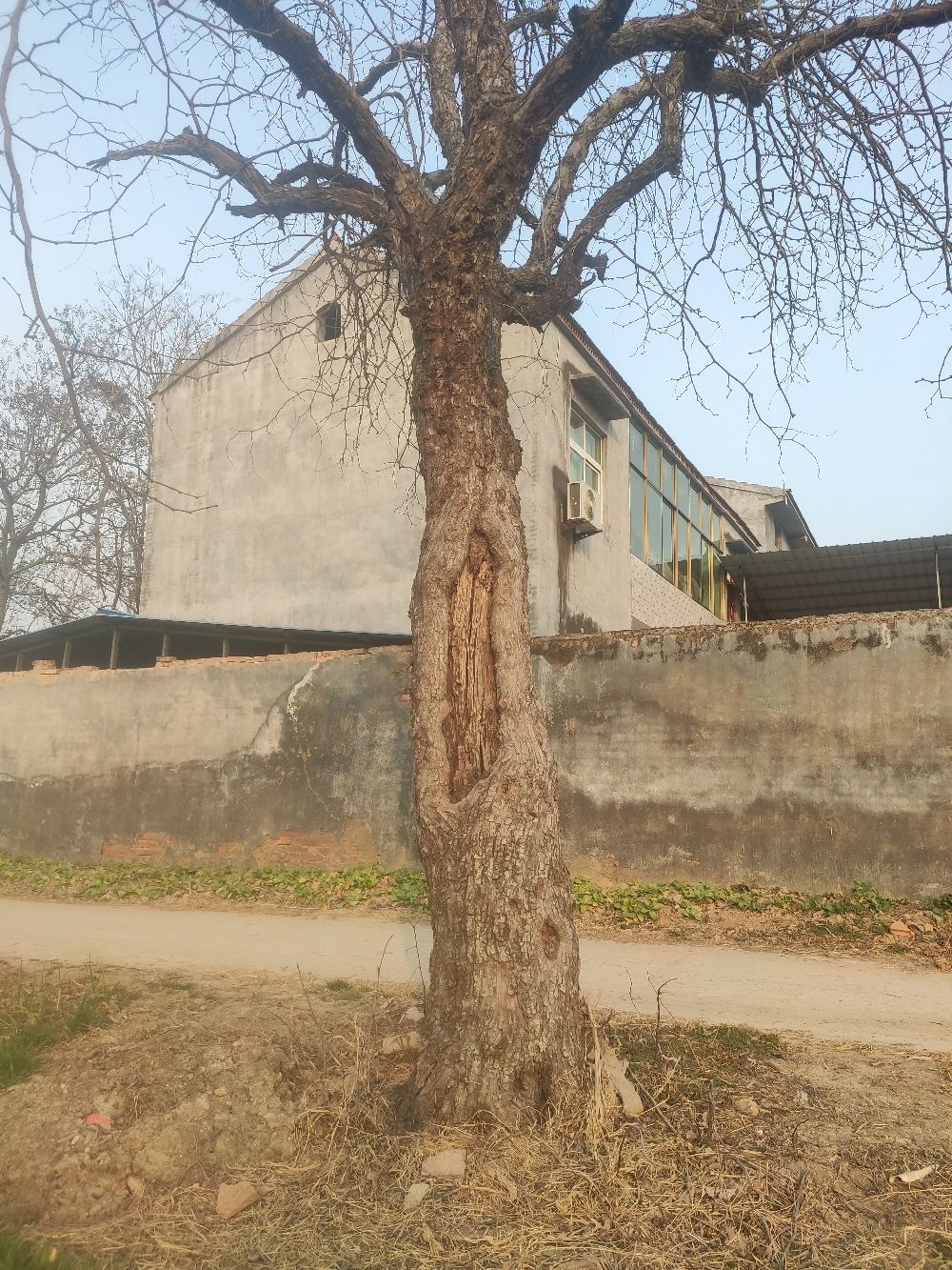 百年古枣树旅行图片 3