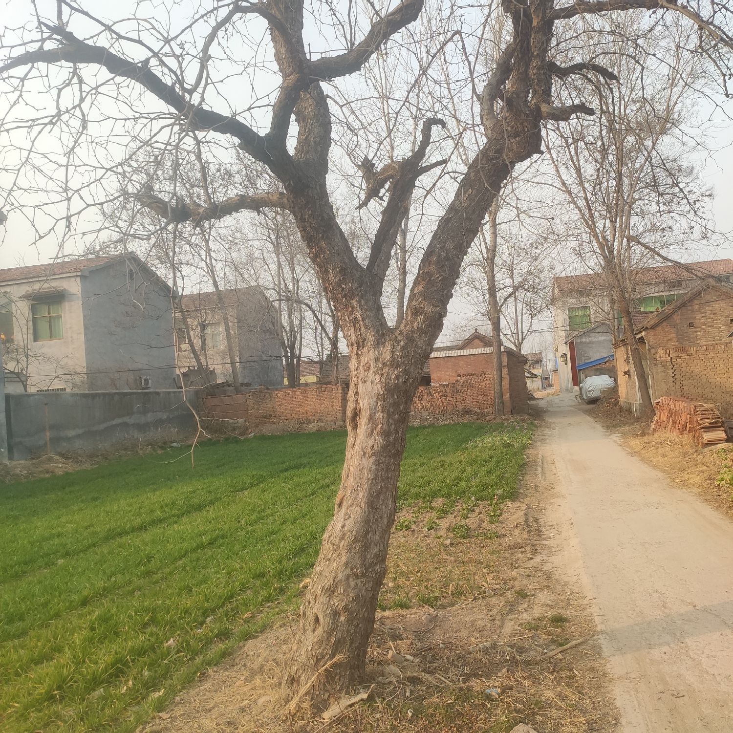 百年古枣树旅行图片