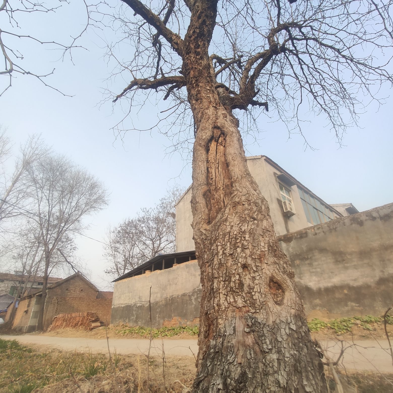 百年古枣树旅行图片 2